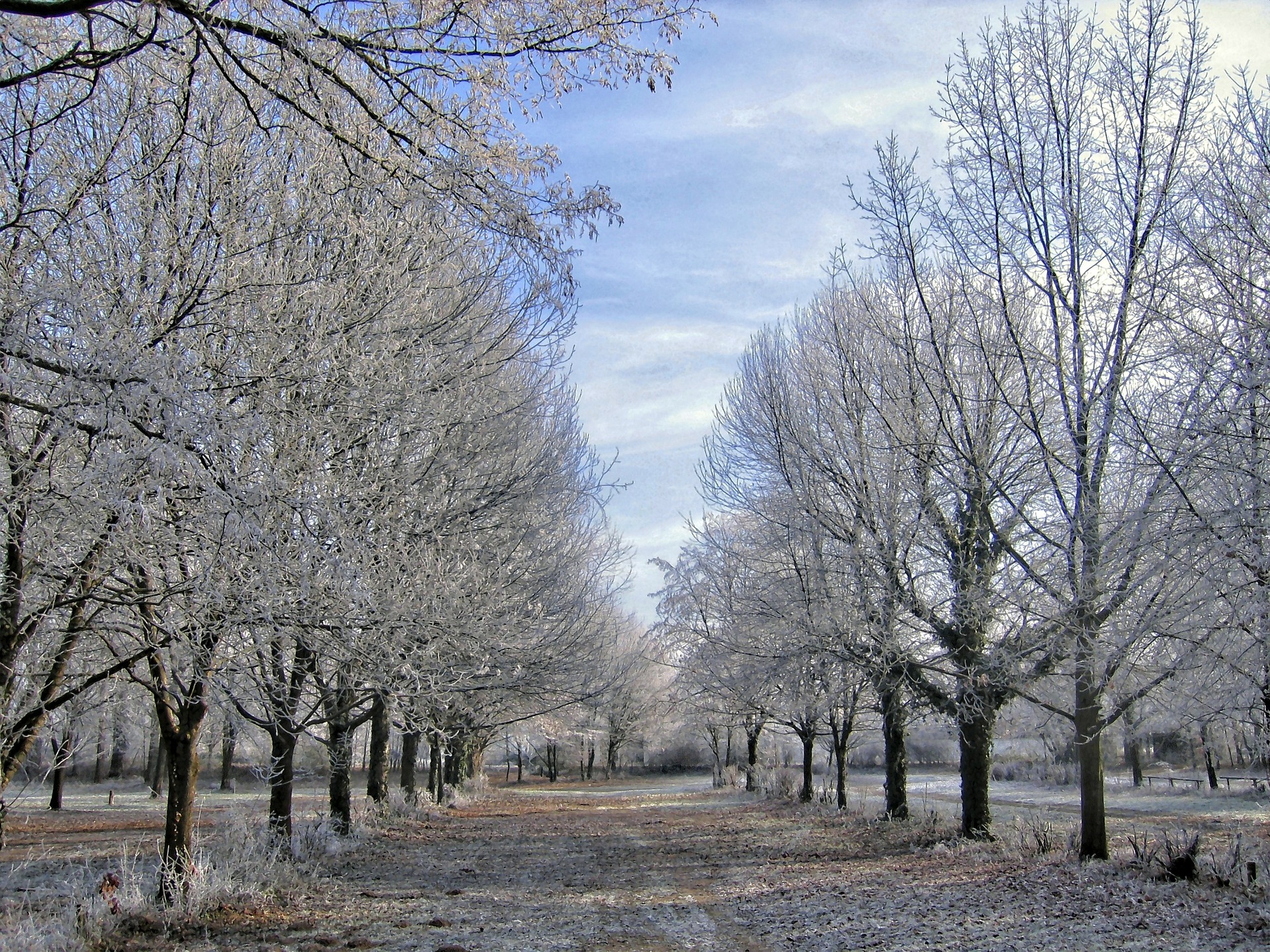 Free download high resolution image - free image free photo free stock image public domain picture -Winter Snow Frost Cold Avenue