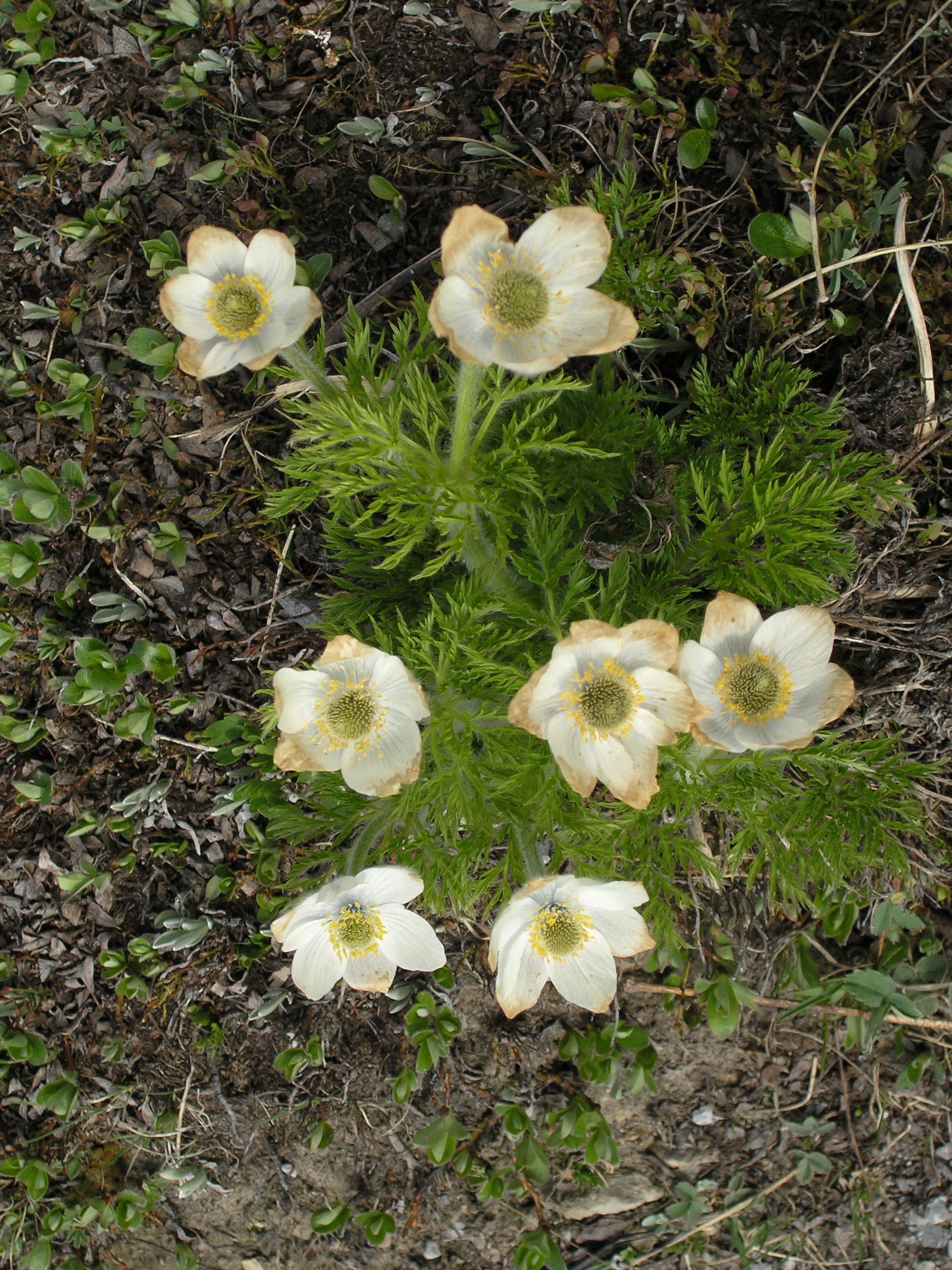 Free download high resolution image - free image free photo free stock image public domain picture -Spring Wildflowers in the Smokies