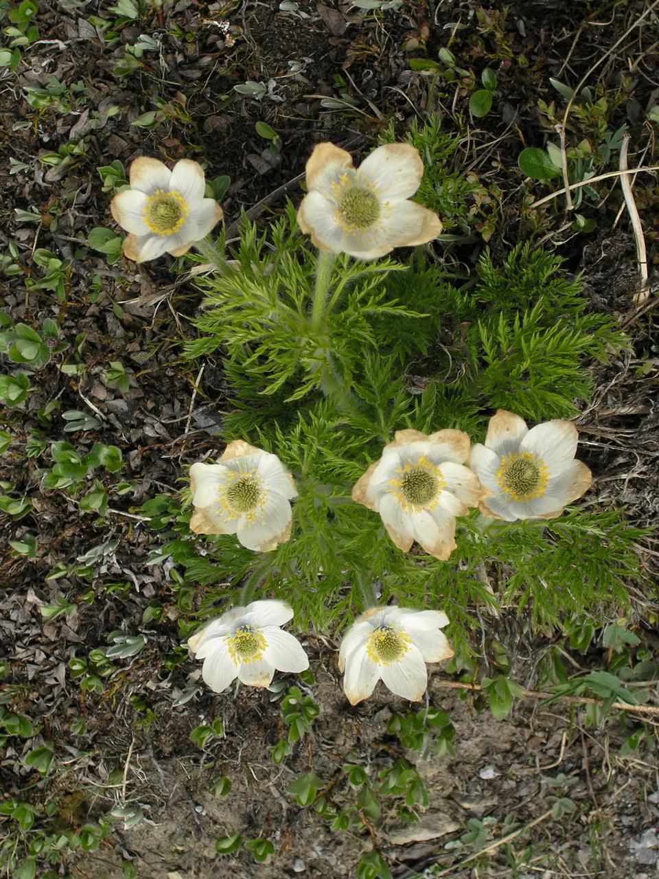 Free download high resolution image - free image free photo free stock image public domain picture  Spring Wildflowers in the Smokies