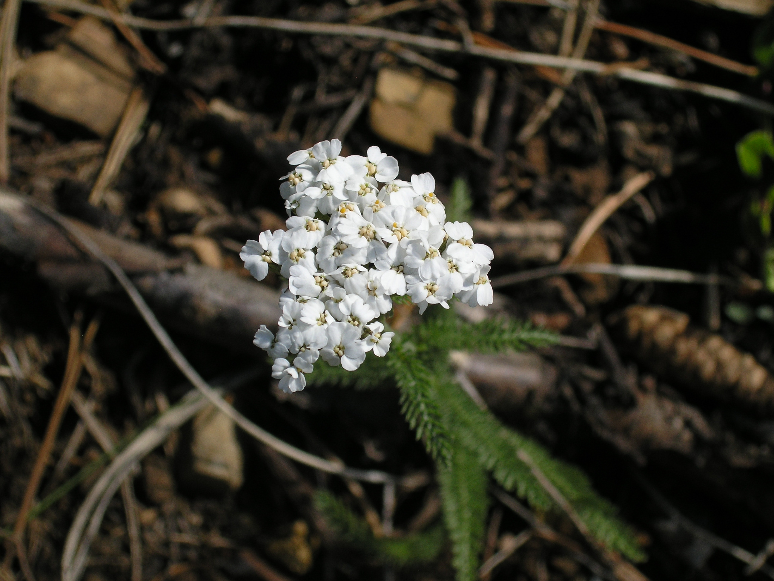 Free download high resolution image - free image free photo free stock image public domain picture -Smoky Mountain National Park Flowers