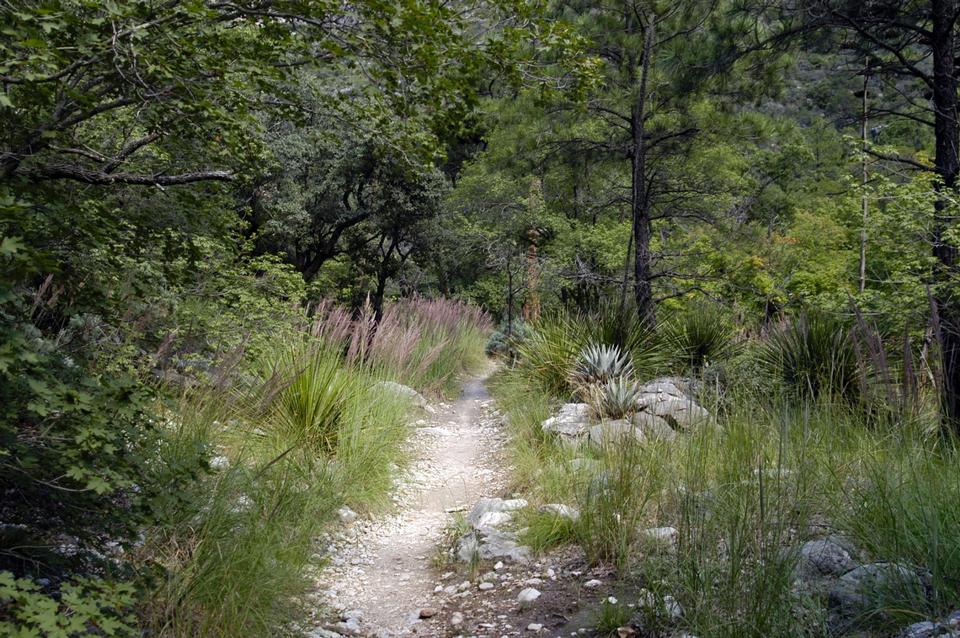 Free download high resolution image - free image free photo free stock image public domain picture  The McKittrick Canyon Trail