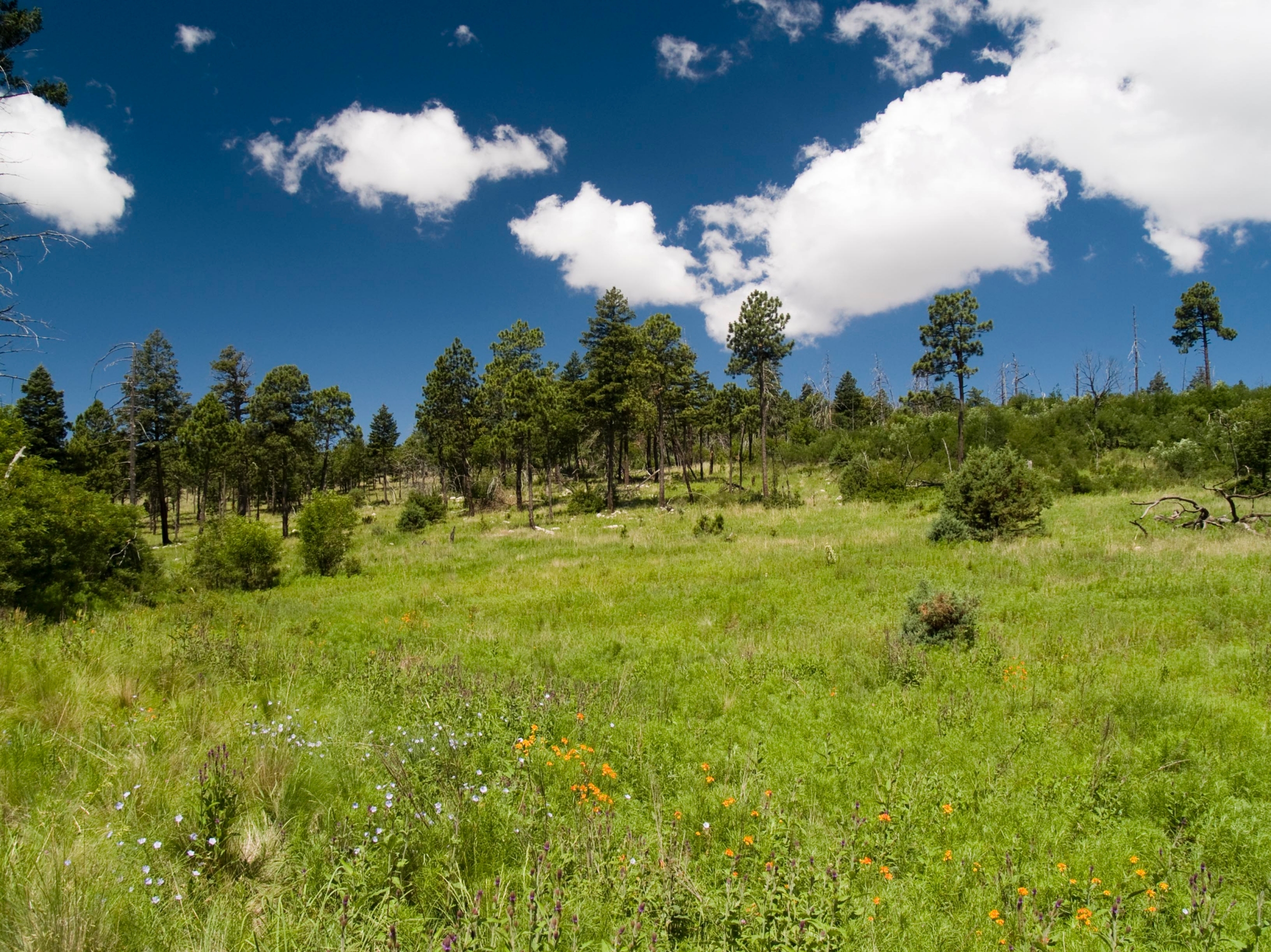 Free download high resolution image - free image free photo free stock image public domain picture -meadows of The Bowl