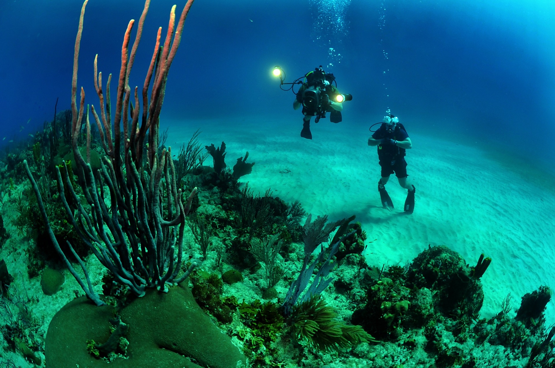 Free download high resolution image - free image free photo free stock image public domain picture -Two Scuba Divers swim through tropical fish on an ocean reef