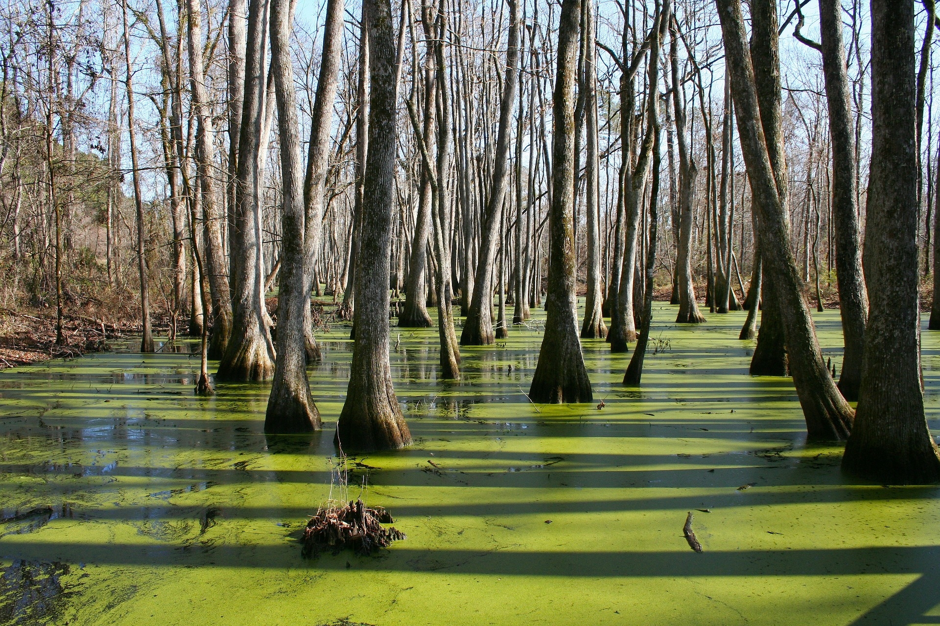 Free download high resolution image - free image free photo free stock image public domain picture -cypress trees and knees in a swamp