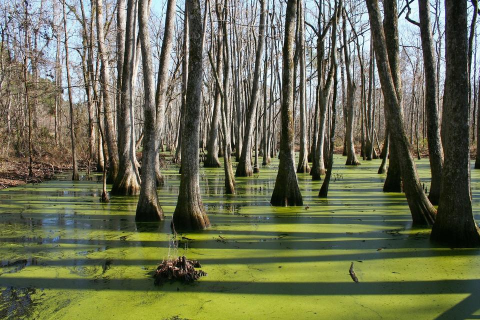 Free download high resolution image - free image free photo free stock image public domain picture  cypress trees and knees in a swamp