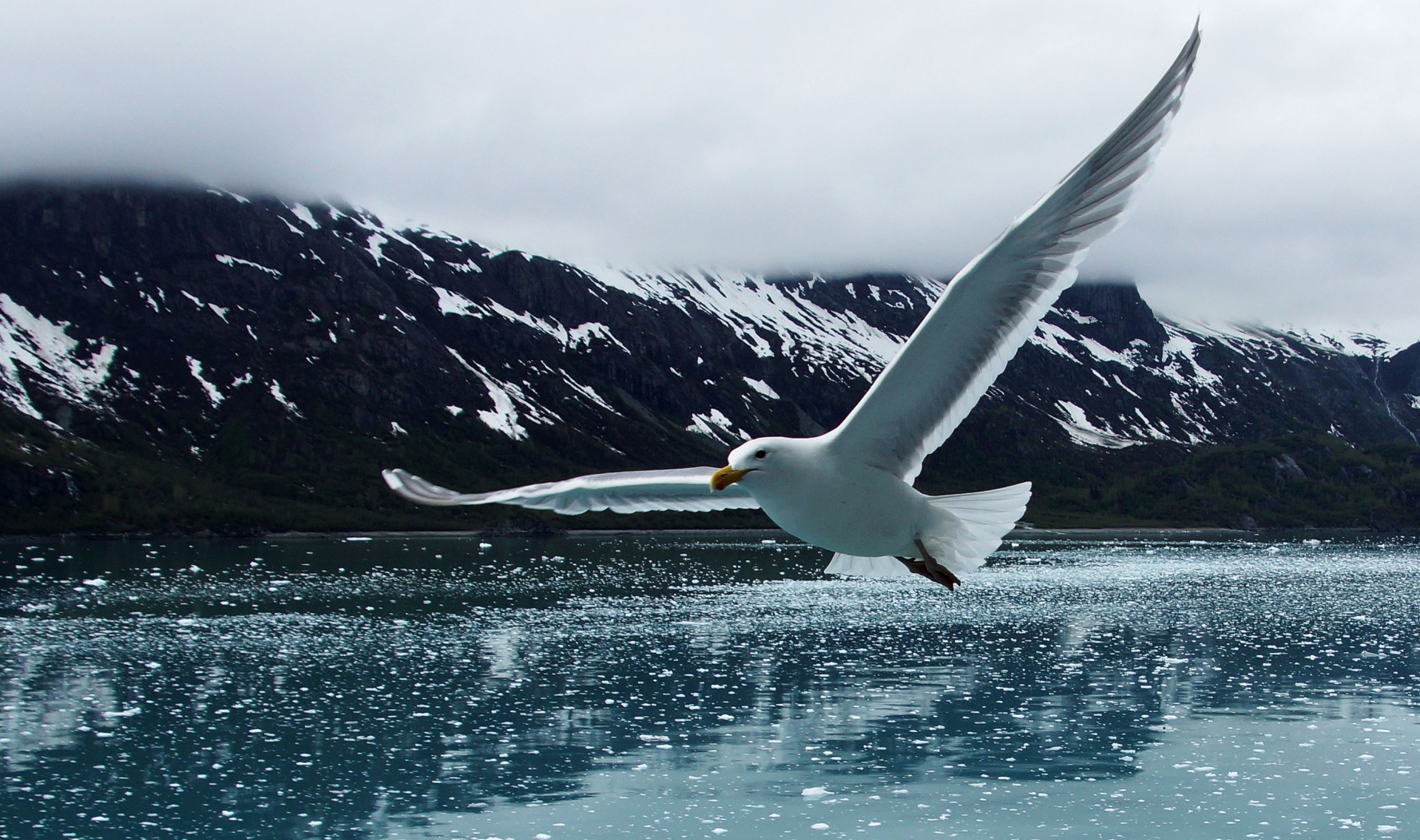 Free download high resolution image - free image free photo free stock image public domain picture -Wild Wings over Icy Water