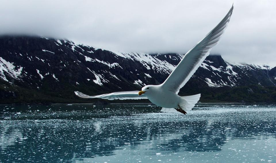 Free download high resolution image - free image free photo free stock image public domain picture  Wild Wings over Icy Water