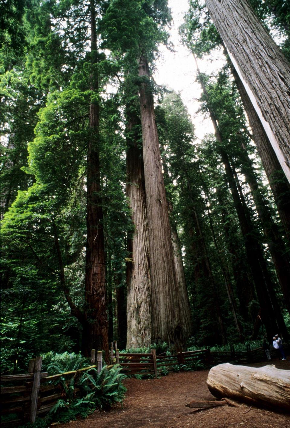 Free download high resolution image - free image free photo free stock image public domain picture  Ancient coast redwoods