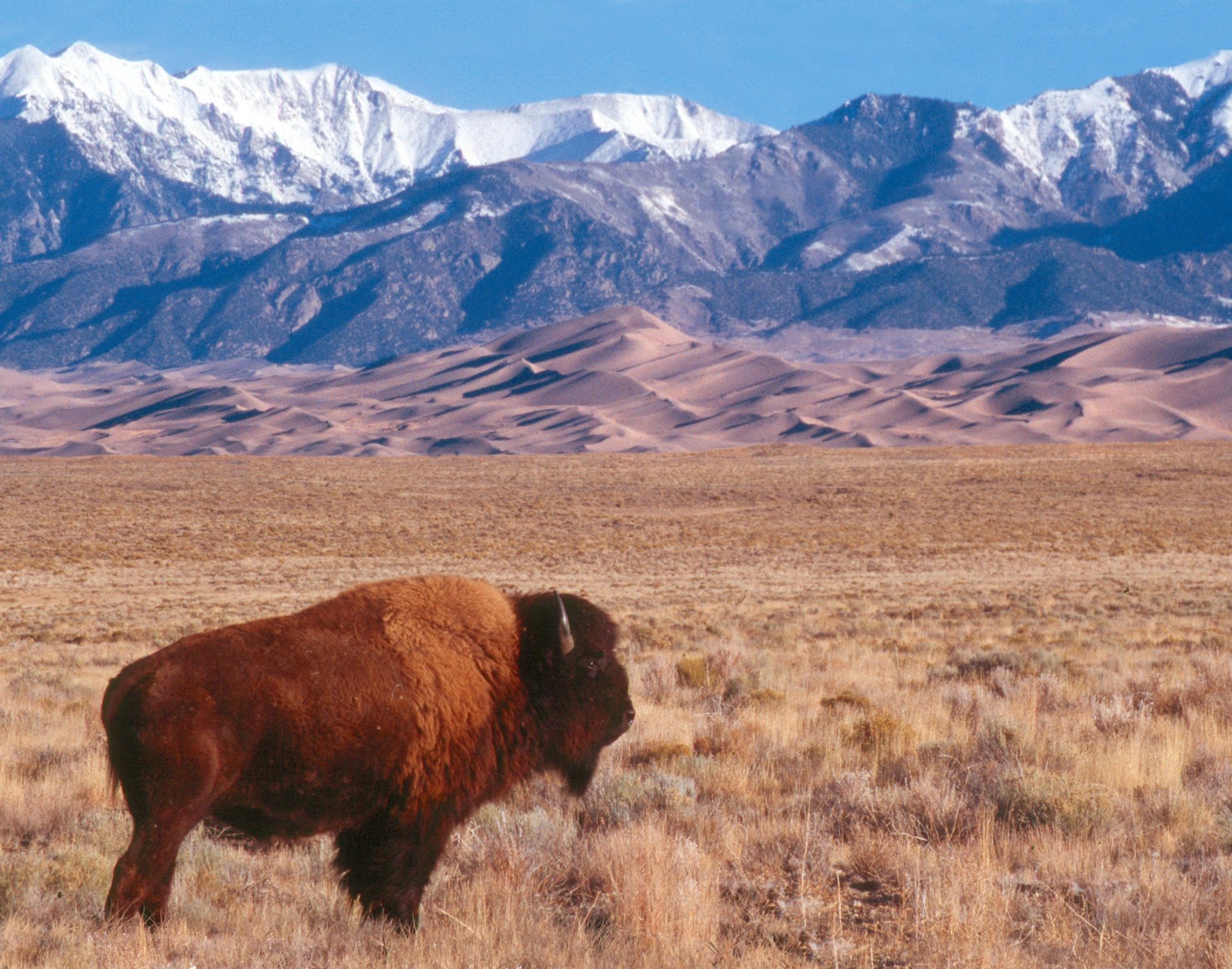 Free download high resolution image - free image free photo free stock image public domain picture -Bison, Dunes, and Sangre de Cristo Mountains