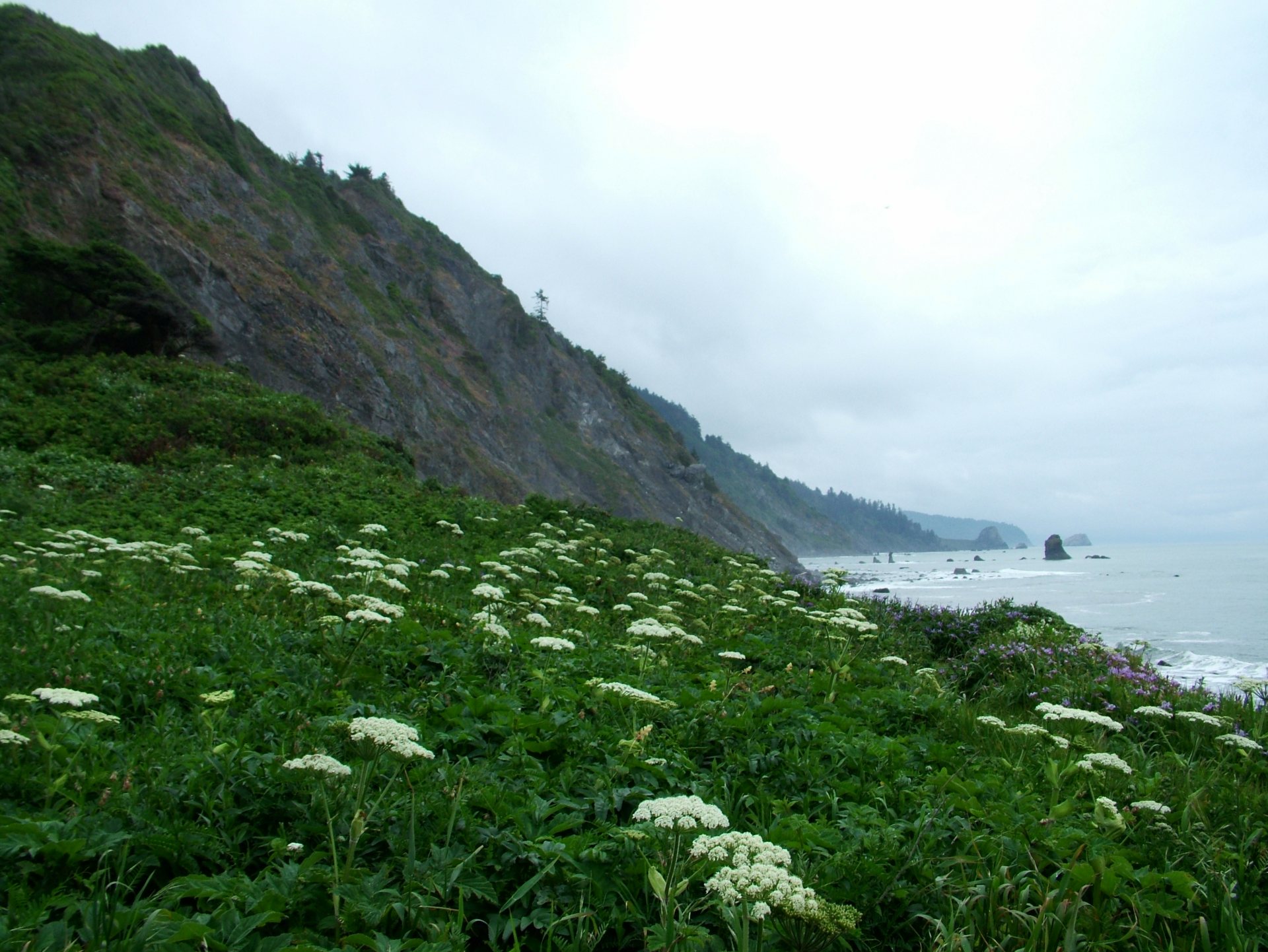 Free download high resolution image - free image free photo free stock image public domain picture -Cow parsnip mouth of Damnation Creek