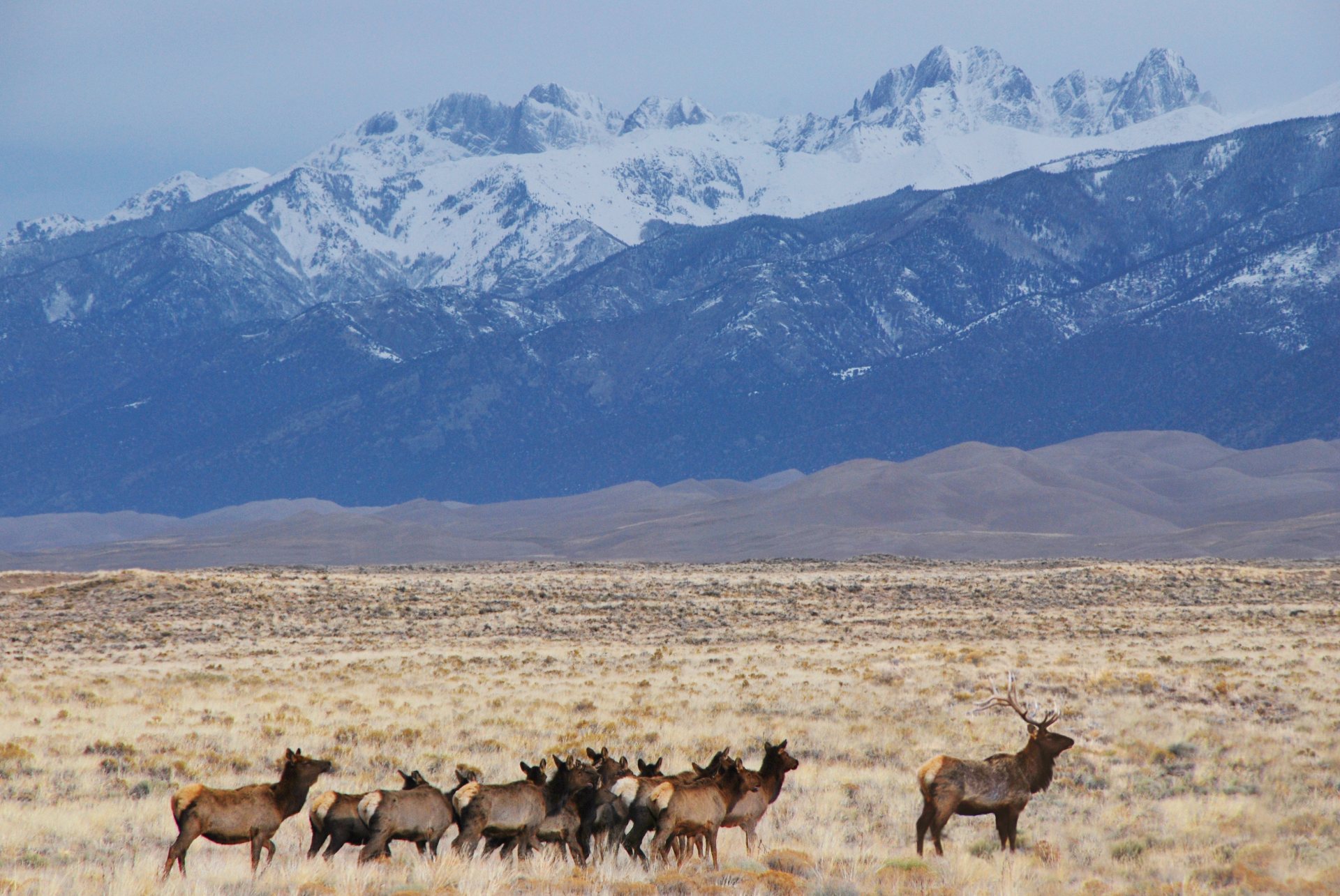 Free download high resolution image - free image free photo free stock image public domain picture -Elk Herd, Dunes, and Crestone Peaks