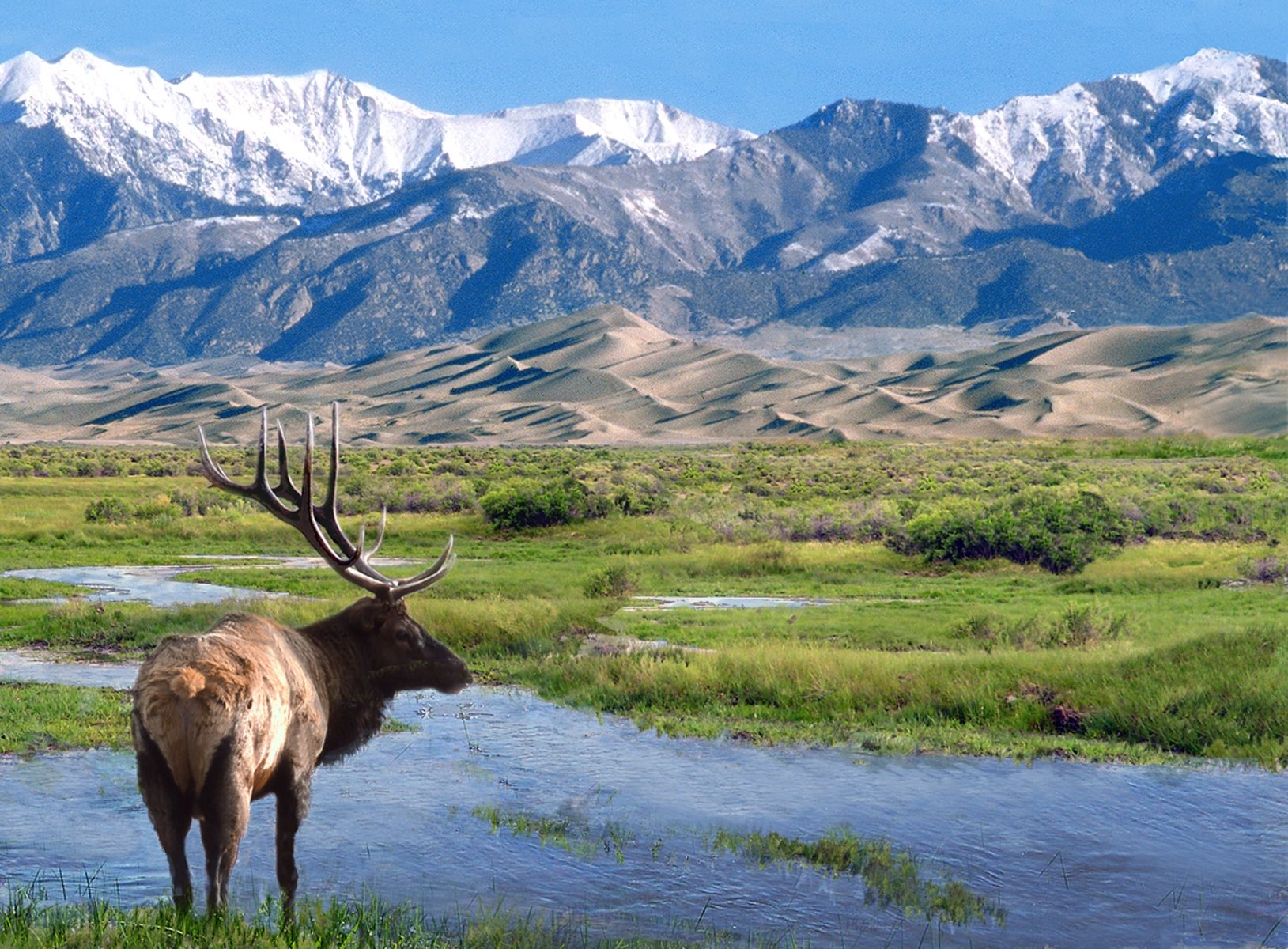 Free download high resolution image - free image free photo free stock image public domain picture -Elk at Big Spring Creek Great Sand Dunes National Park