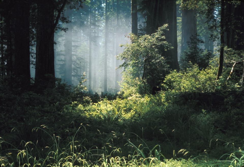 Free download high resolution image - free image free photo free stock image public domain picture  Fog in Ancient Coast Redwood Forest