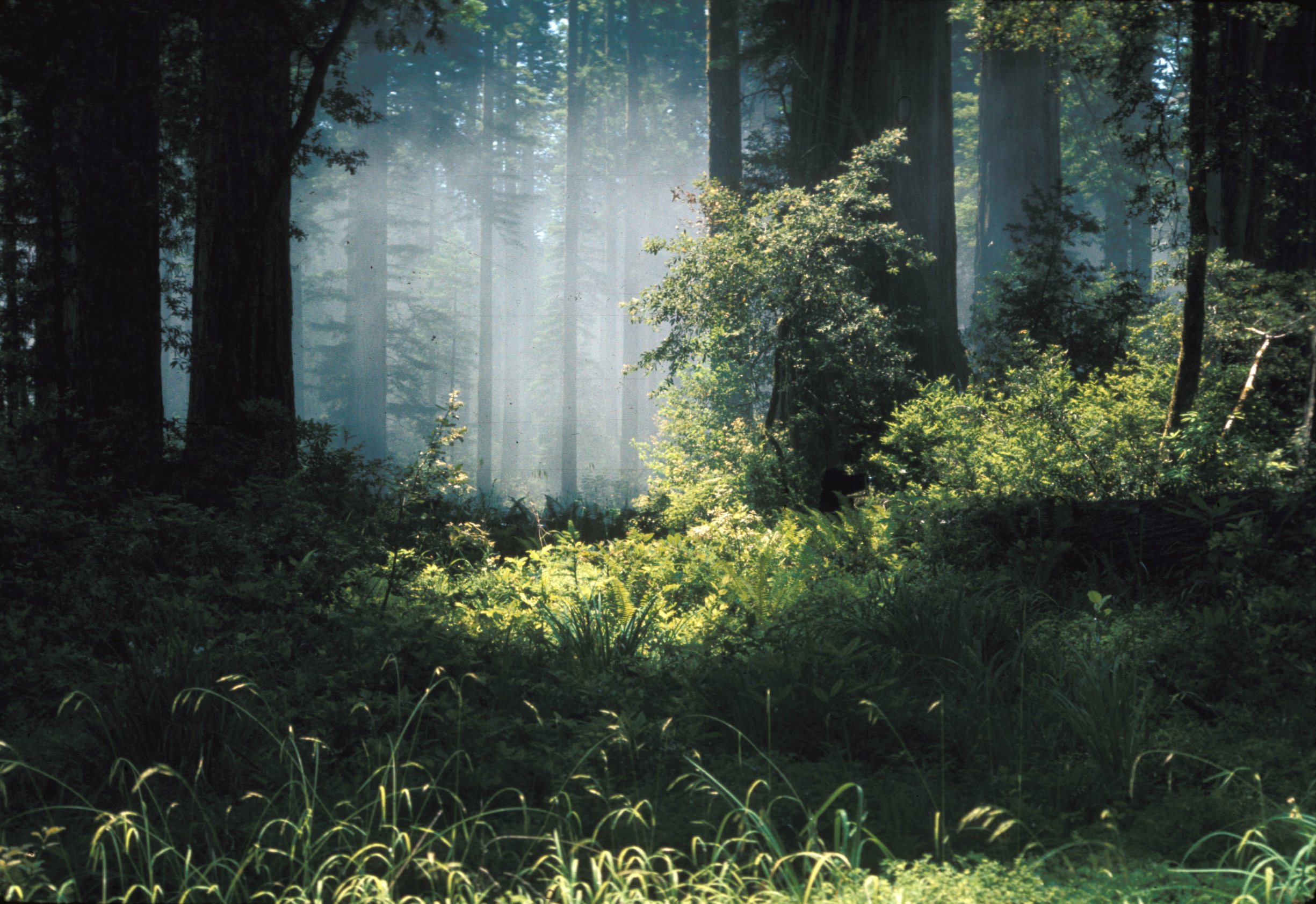 Free download high resolution image - free image free photo free stock image public domain picture -Fog in Ancient Coast Redwood Forest