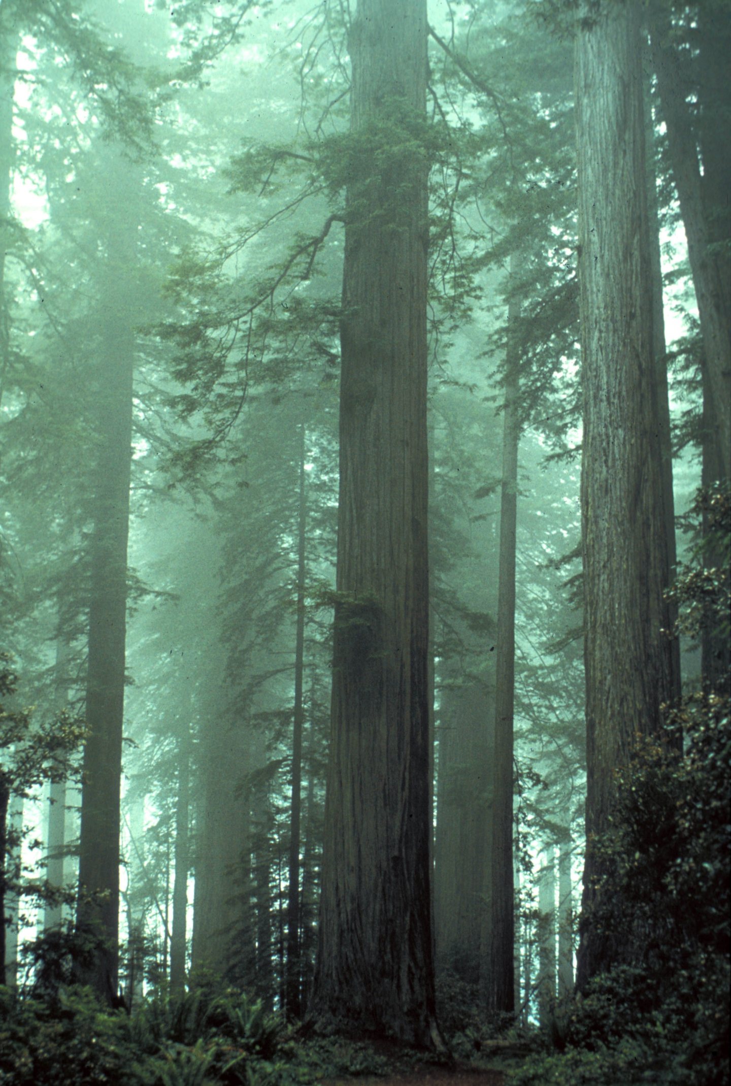 Free download high resolution image - free image free photo free stock image public domain picture -Fog shrouded Lady Bird Johnson Grove.