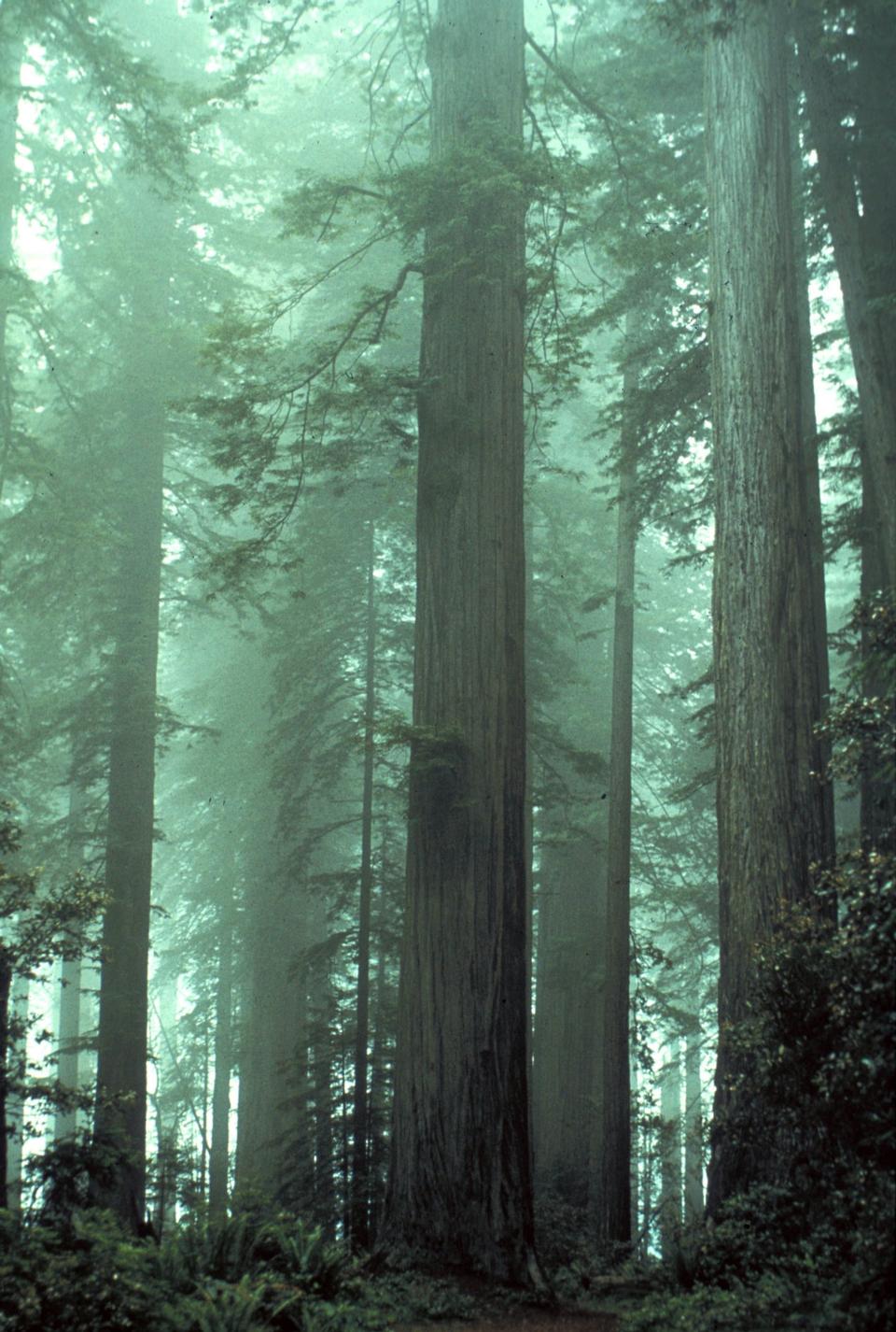 Free download high resolution image - free image free photo free stock image public domain picture  Fog shrouded Lady Bird Johnson Grove.