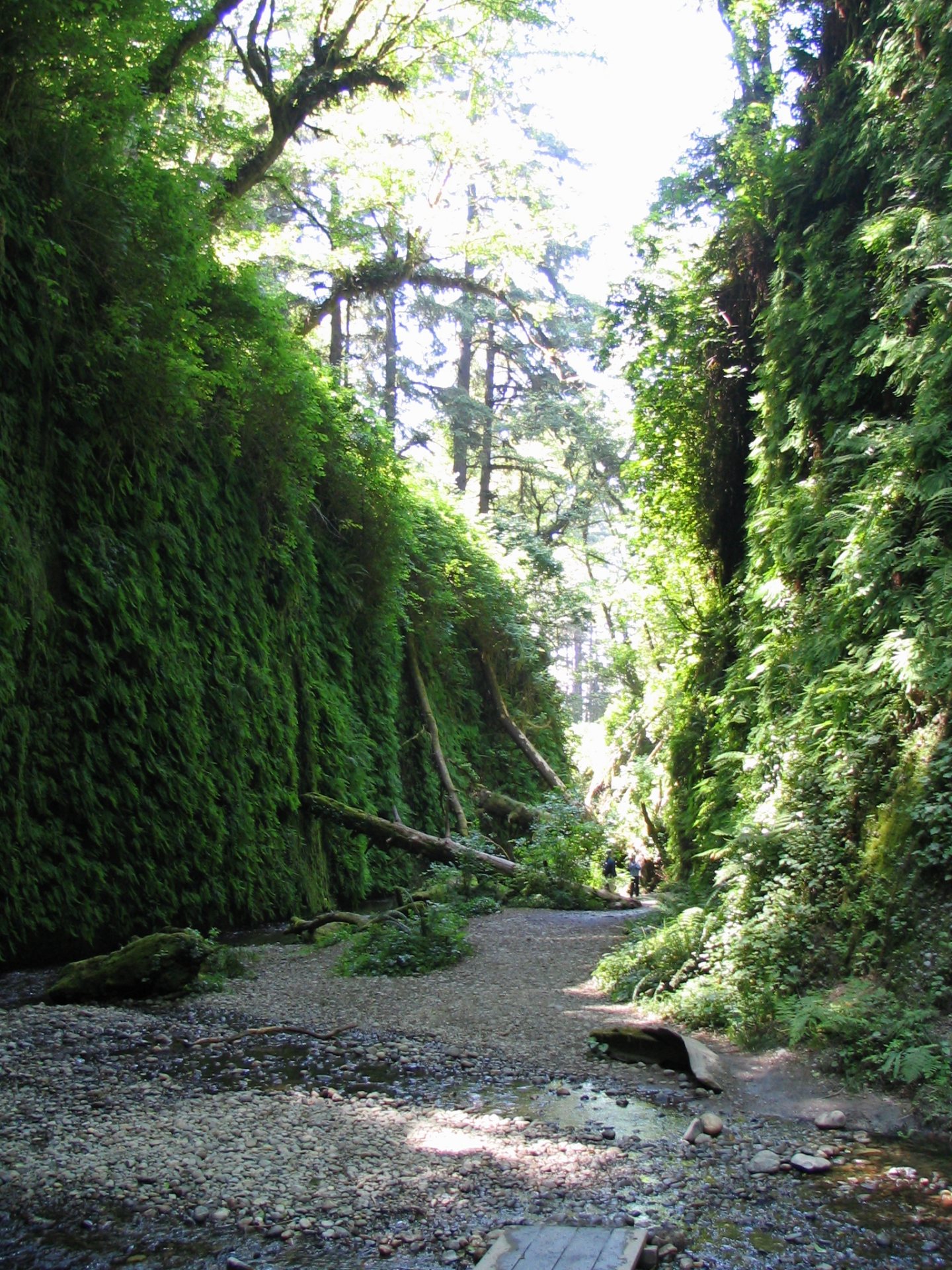 Free download high resolution image - free image free photo free stock image public domain picture -Hiking in Fern Canyon