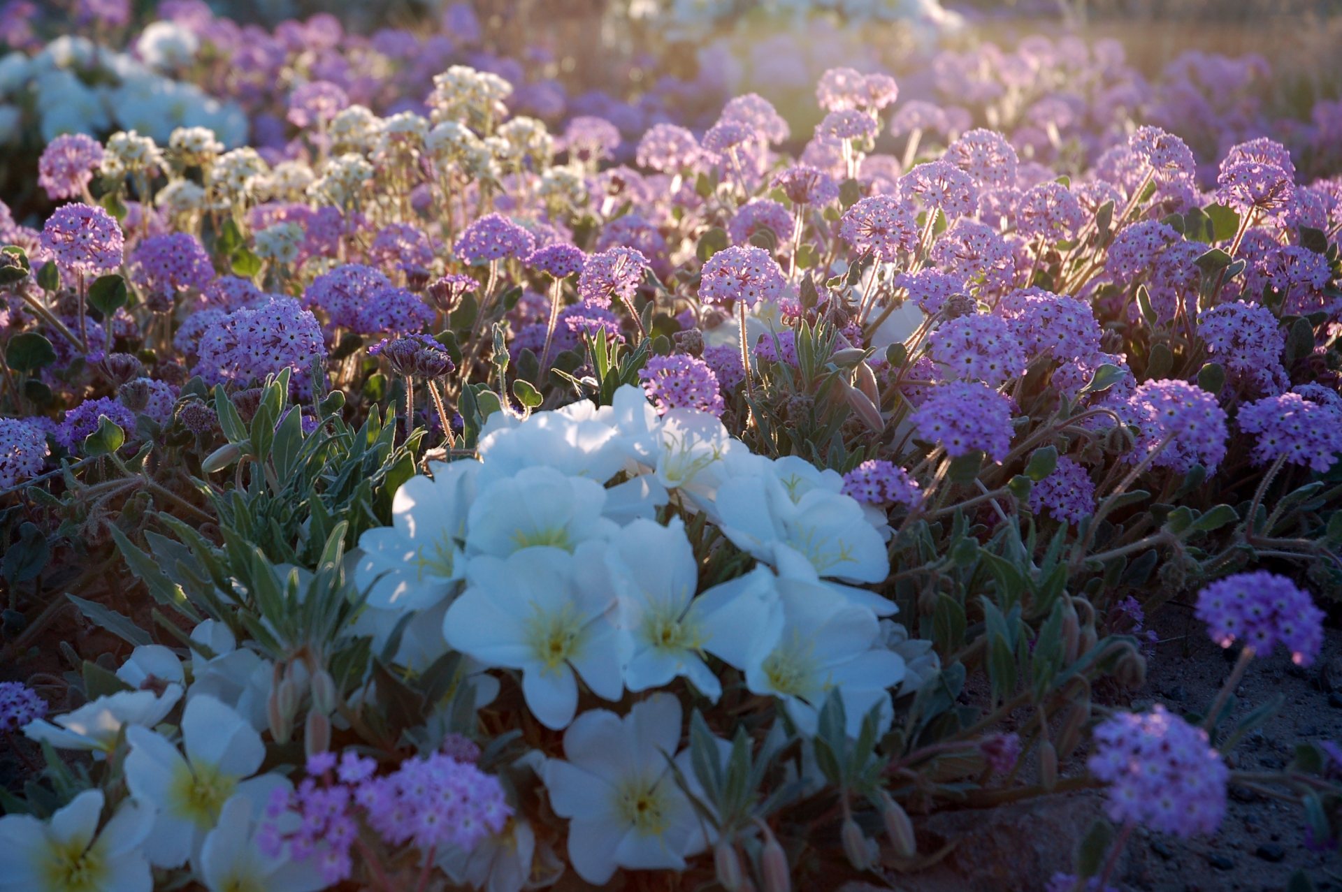 Free download high resolution image - free image free photo free stock image public domain picture -Kelso Dunes Wildflowers