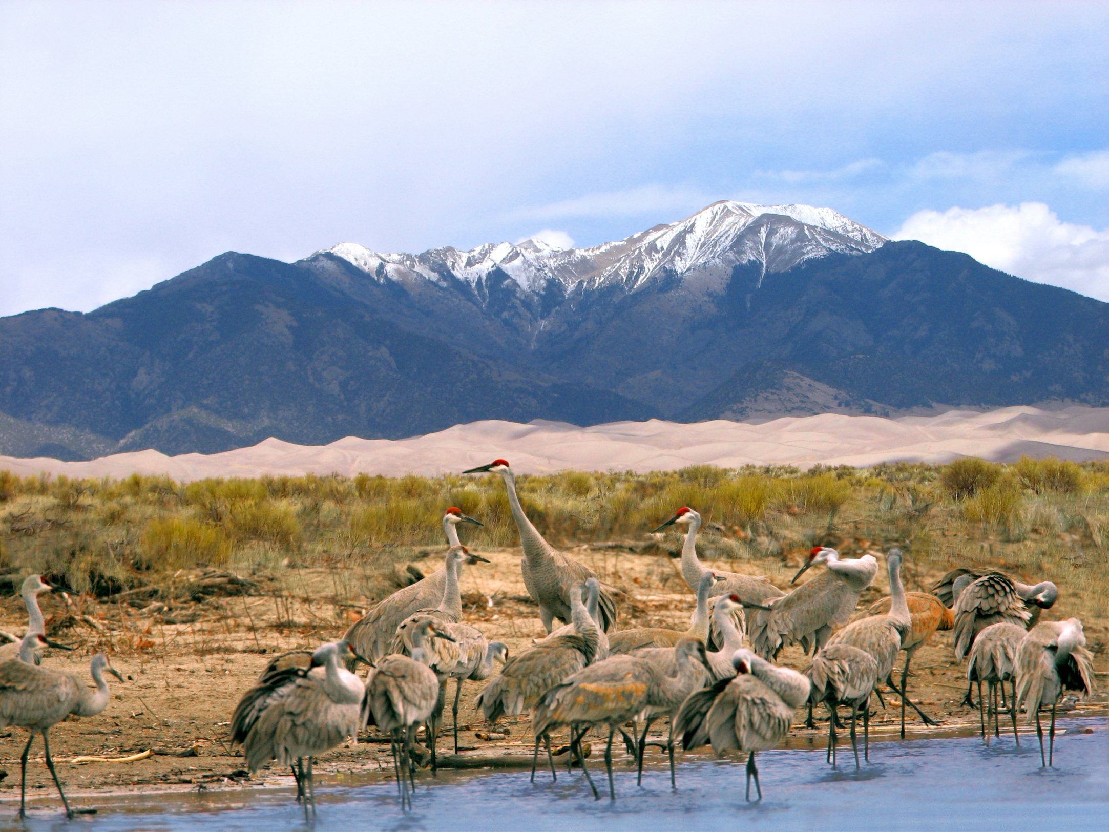 Free download high resolution image - free image free photo free stock image public domain picture -Sandhill Cranes, Dunes, and Mt. Herard