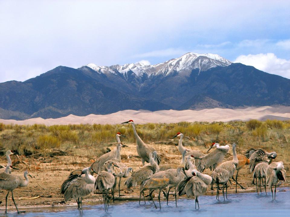 Free download high resolution image - free image free photo free stock image public domain picture  Sandhill Cranes, Dunes, and Mt. Herard