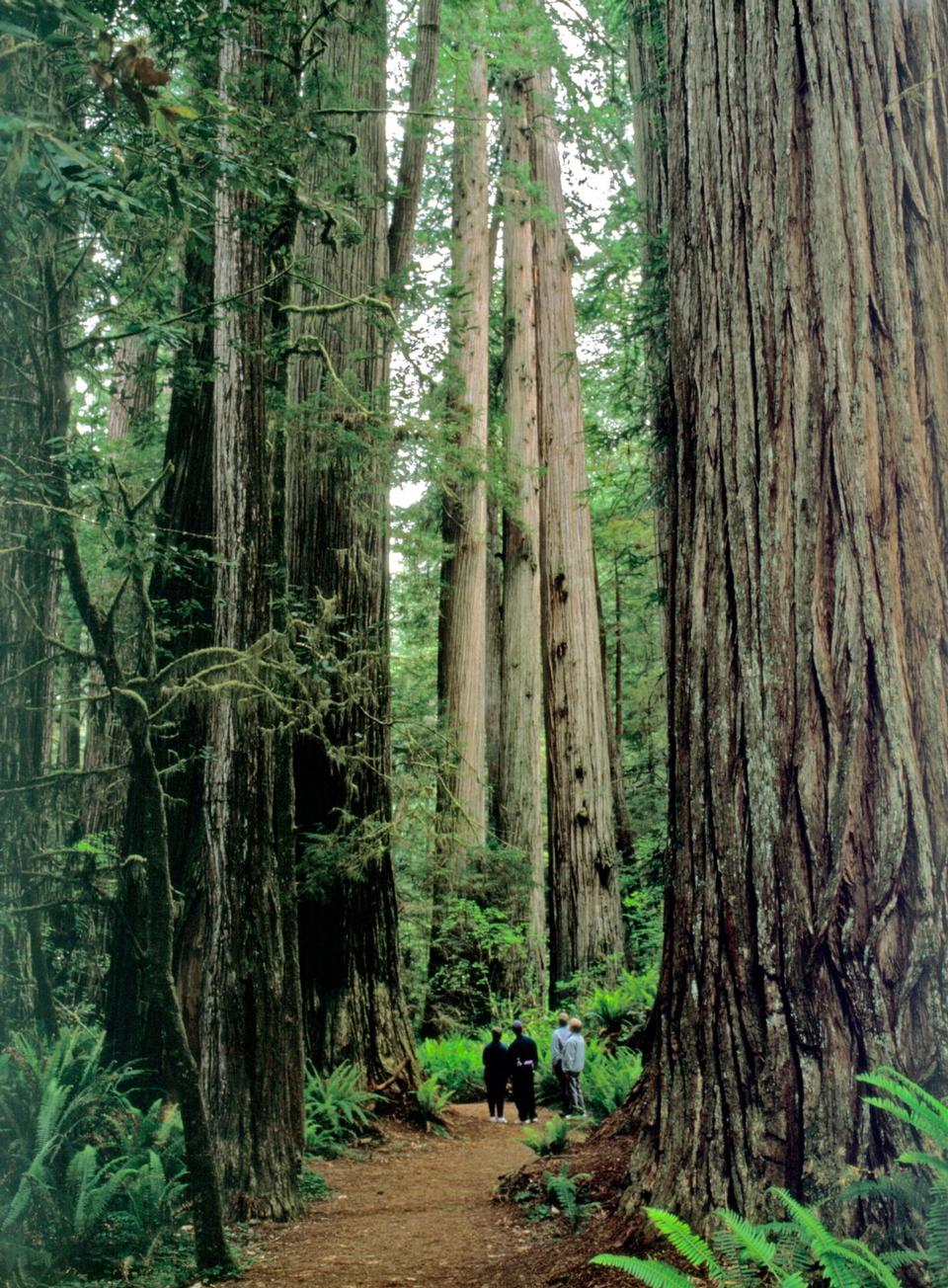 Free download high resolution image - free image free photo free stock image public domain picture  Simpson-Reed Grove Hikers