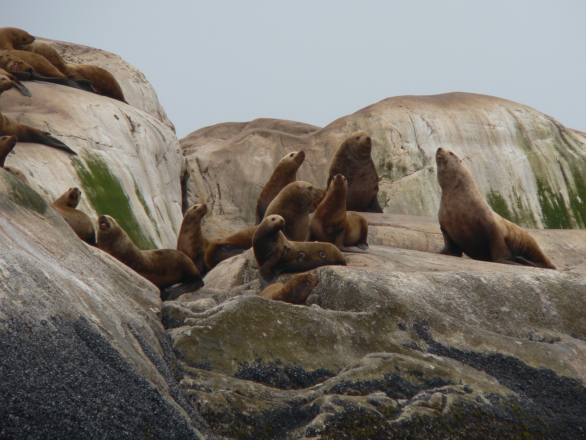 Free download high resolution image - free image free photo free stock image public domain picture -Steller sea lions on South Marble Island