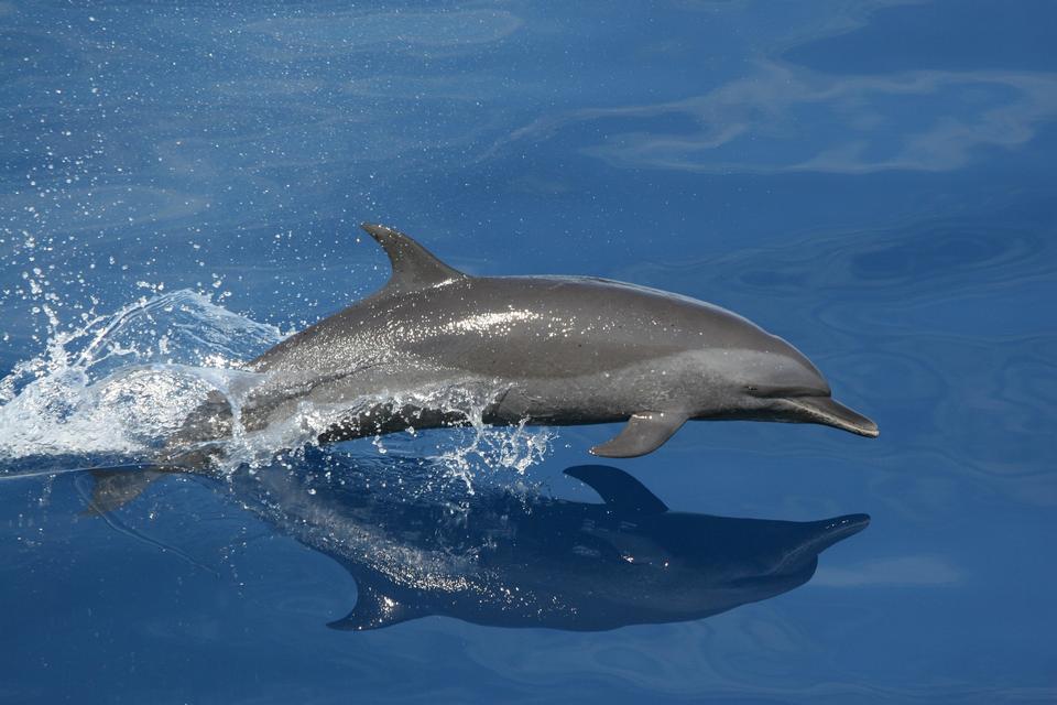 Free download high resolution image - free image free photo free stock image public domain picture  Bottlenose Dolphin