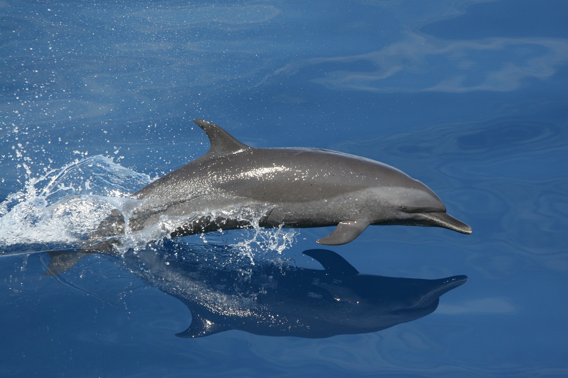 Free download high resolution image - free image free photo free stock image public domain picture -Bottlenose Dolphin