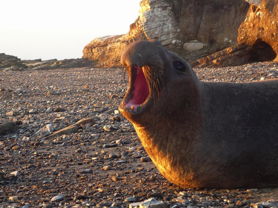 Free download high resolution image - free image free photo free stock image public domain picture  Bull Elephant Seal Announcing His Arrival