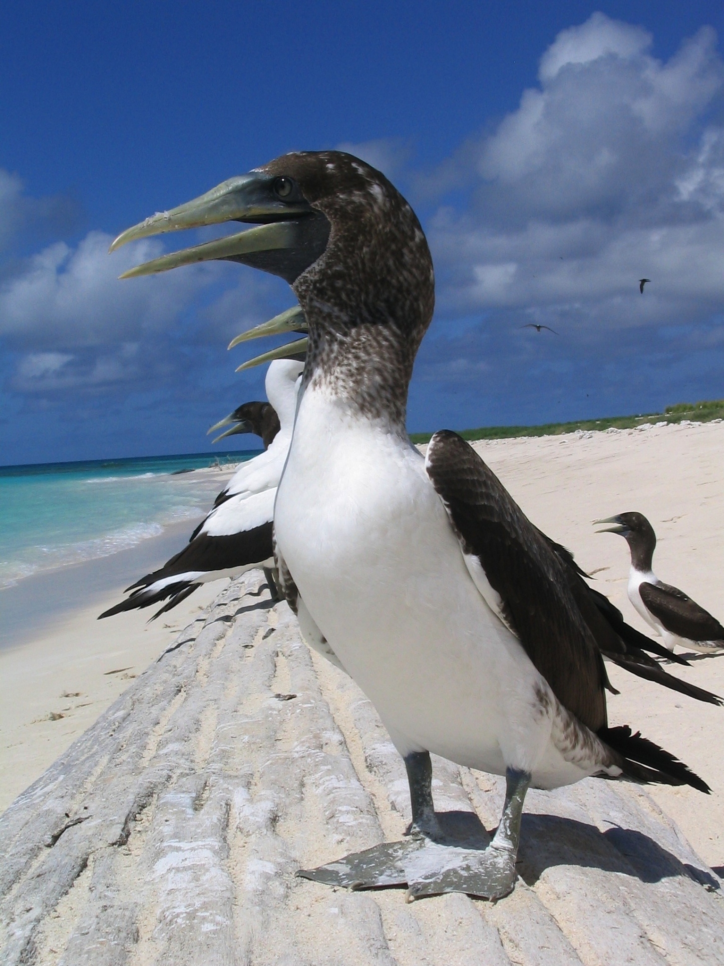 Free download high resolution image - free image free photo free stock image public domain picture -Masked boobies, young