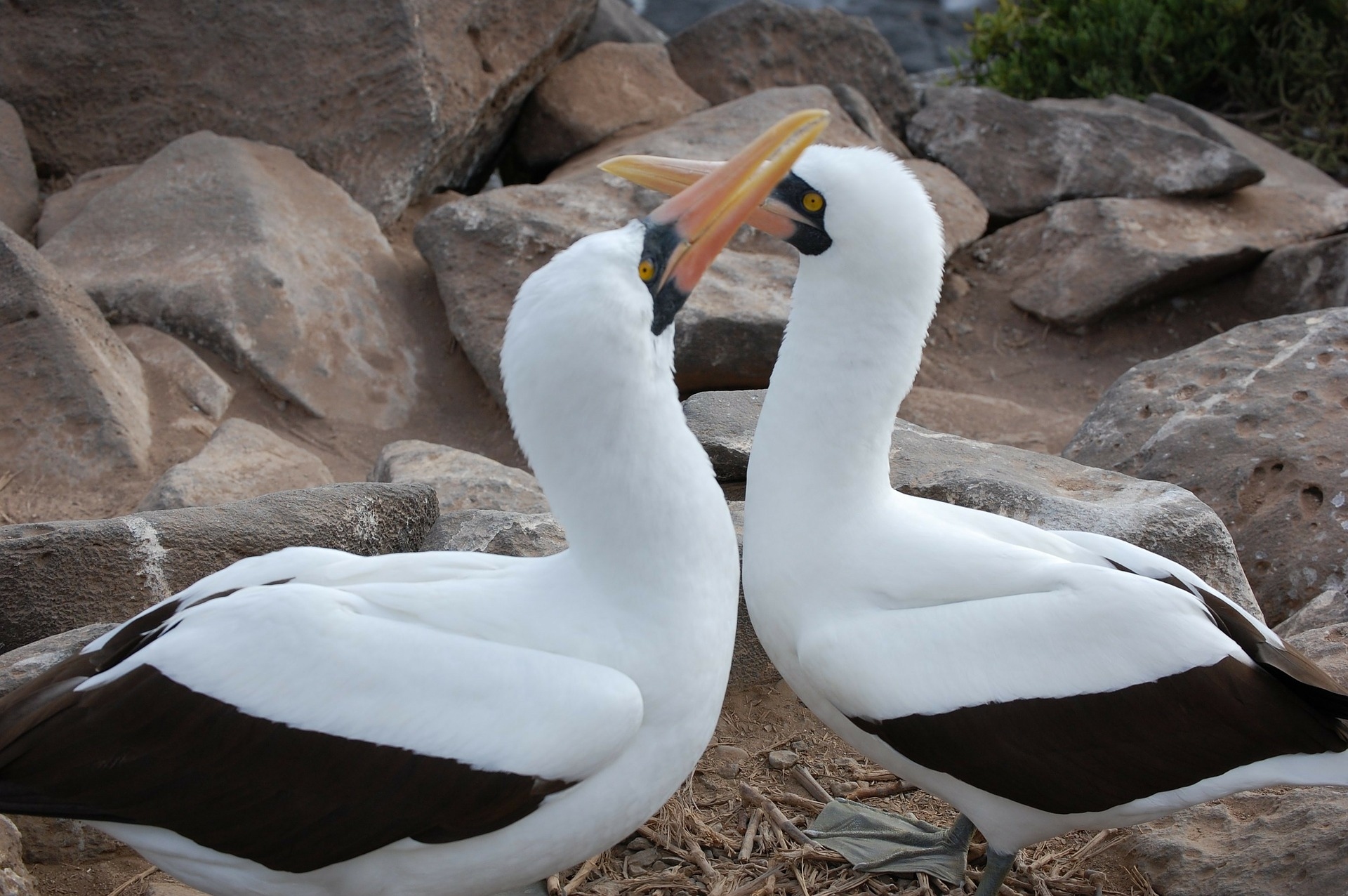 Free download high resolution image - free image free photo free stock image public domain picture -Pair of Nazca Booby Allopreening