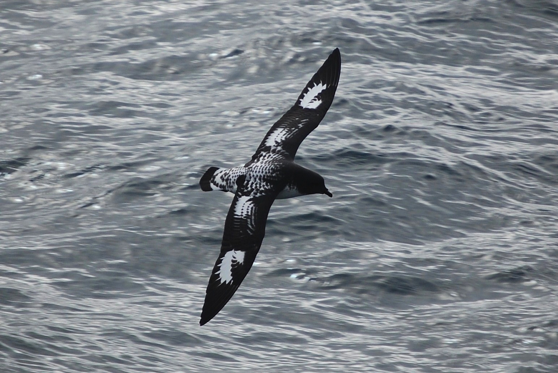 Free download high resolution image - free image free photo free stock image public domain picture -The Cape Griffon or Cape Vulture flying