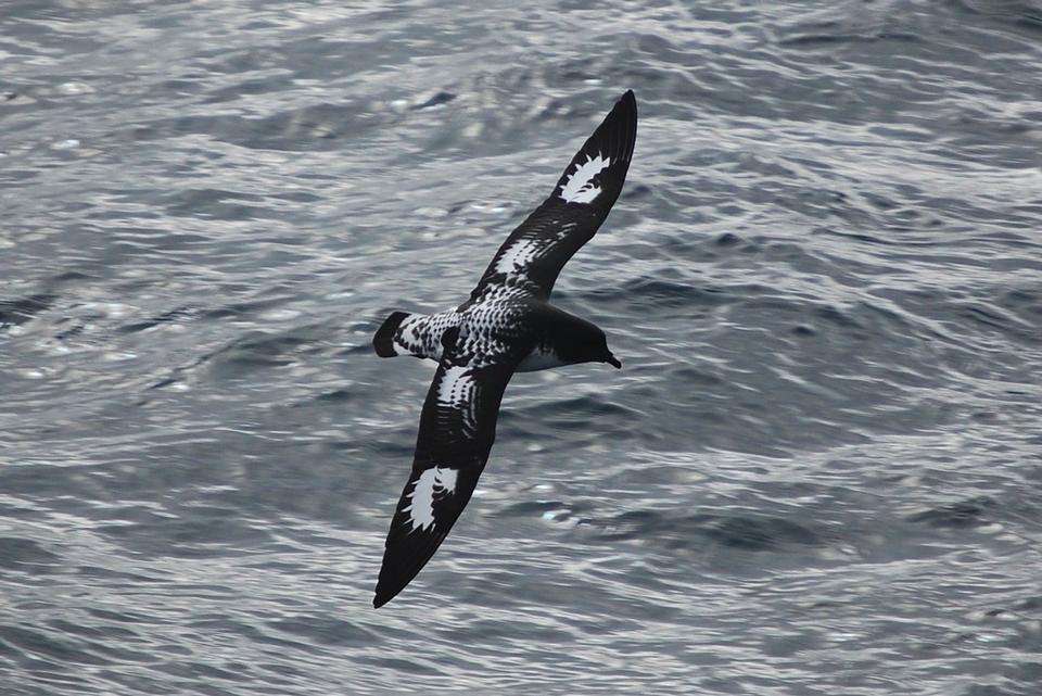 Free download high resolution image - free image free photo free stock image public domain picture  The Cape Griffon or Cape Vulture flying