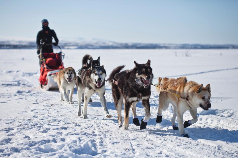 Free download high resolution image - free image free photo free stock image public domain picture  Arriving Husky Sledge