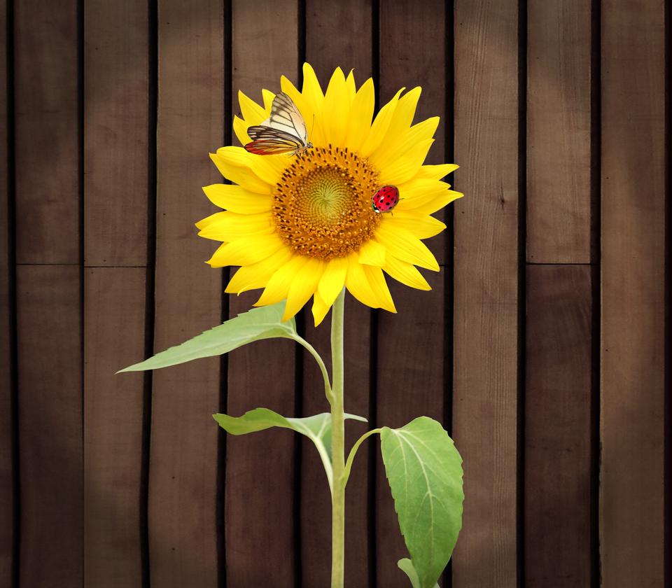 Free download high resolution image - free image free photo free stock image public domain picture  Beautiful sunflowers on wooden background