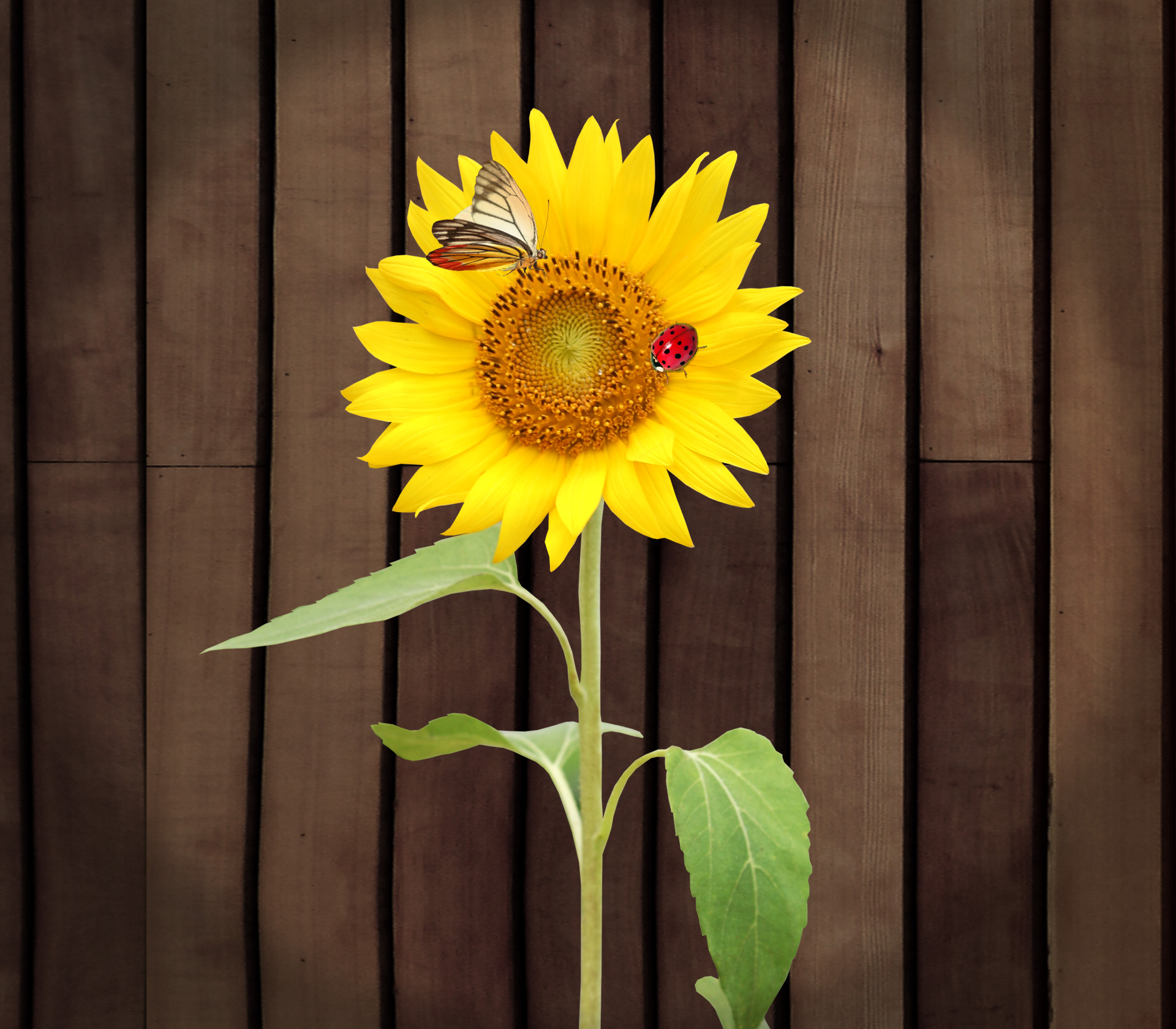 Free download high resolution image - free image free photo free stock image public domain picture -Beautiful sunflowers on wooden background