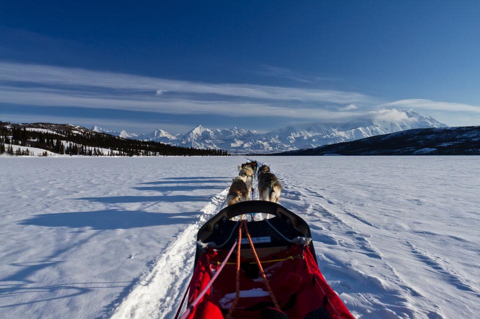 Free download high resolution image - free image free photo free stock image public domain picture  sled dog race on snow in winter