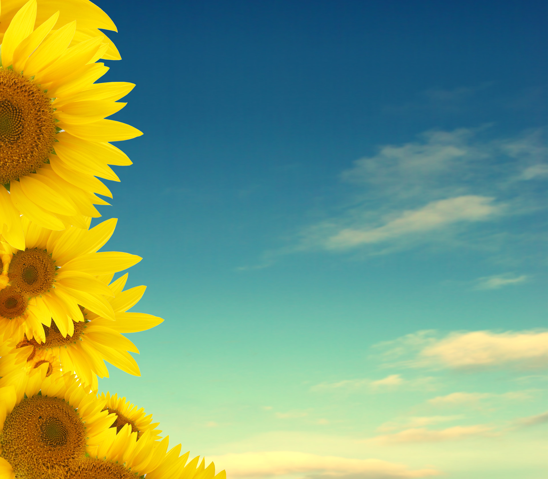 Free download high resolution image - free image free photo free stock image public domain picture -yellow sunflowers on blue background