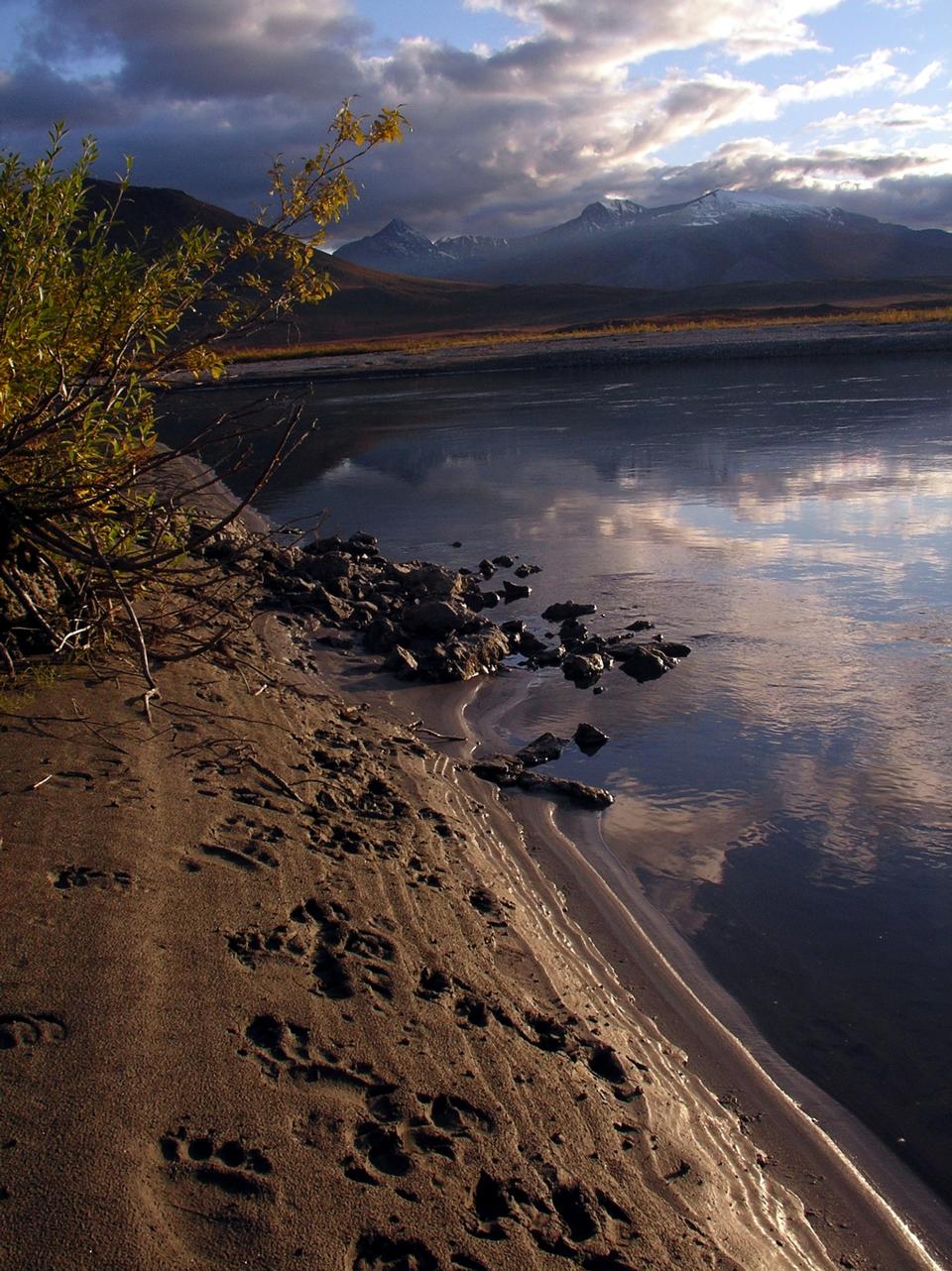 Free download high resolution image - free image free photo free stock image public domain picture  Bear tracks along a river shore