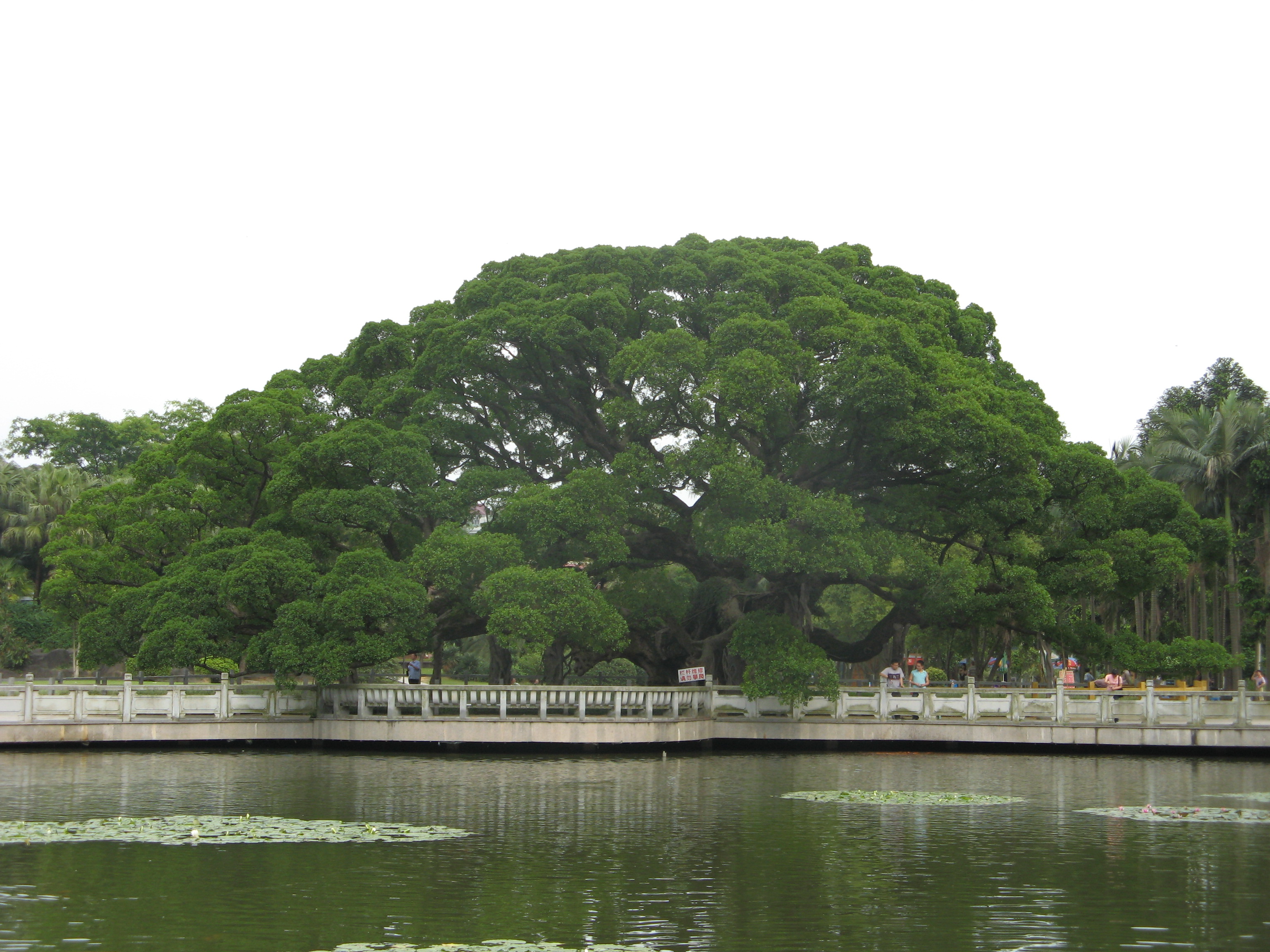 Free download high resolution image - free image free photo free stock image public domain picture -Banyan King, in the National Forest Park of Fuzhou, China