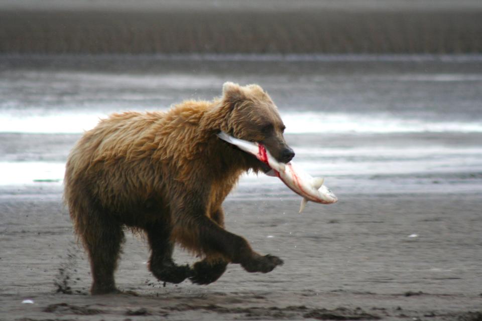 Free download high resolution image - free image free photo free stock image public domain picture  A coastal brown bear runs down the beach with a salmon at Silver