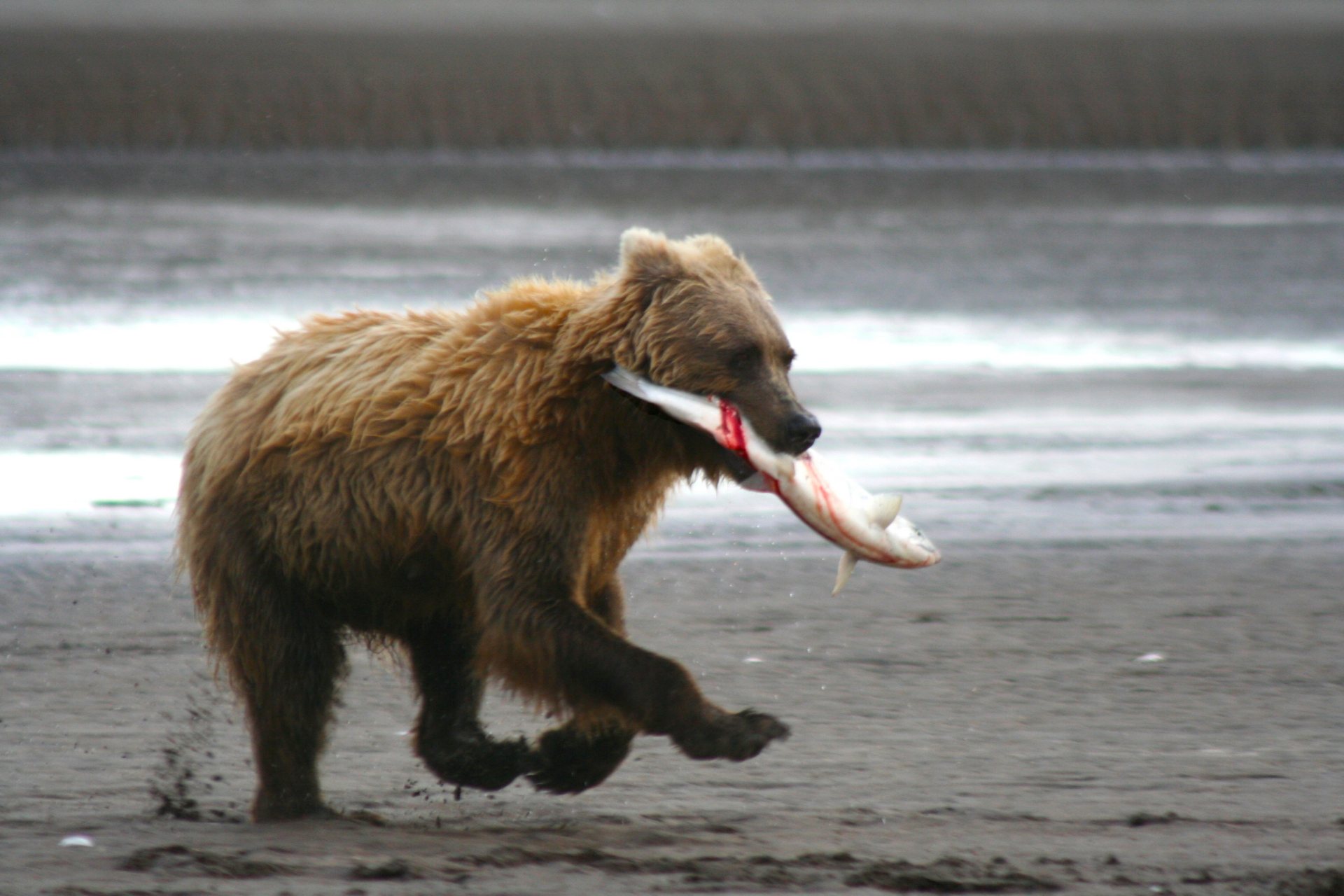 Free download high resolution image - free image free photo free stock image public domain picture -A coastal brown bear runs down the beach with a salmon at Silver