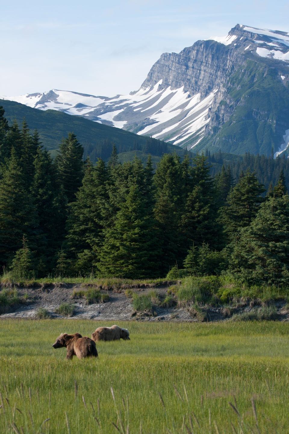 Free download high resolution image - free image free photo free stock image public domain picture  Chinitna Bay Brown Bears