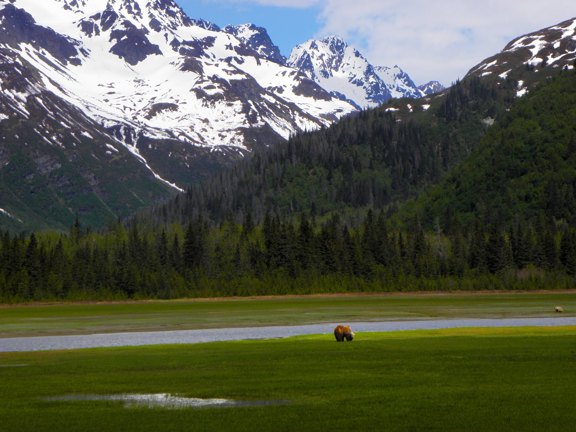 Free download high resolution image - free image free photo free stock image public domain picture -Chinitna Bay Brown Bears