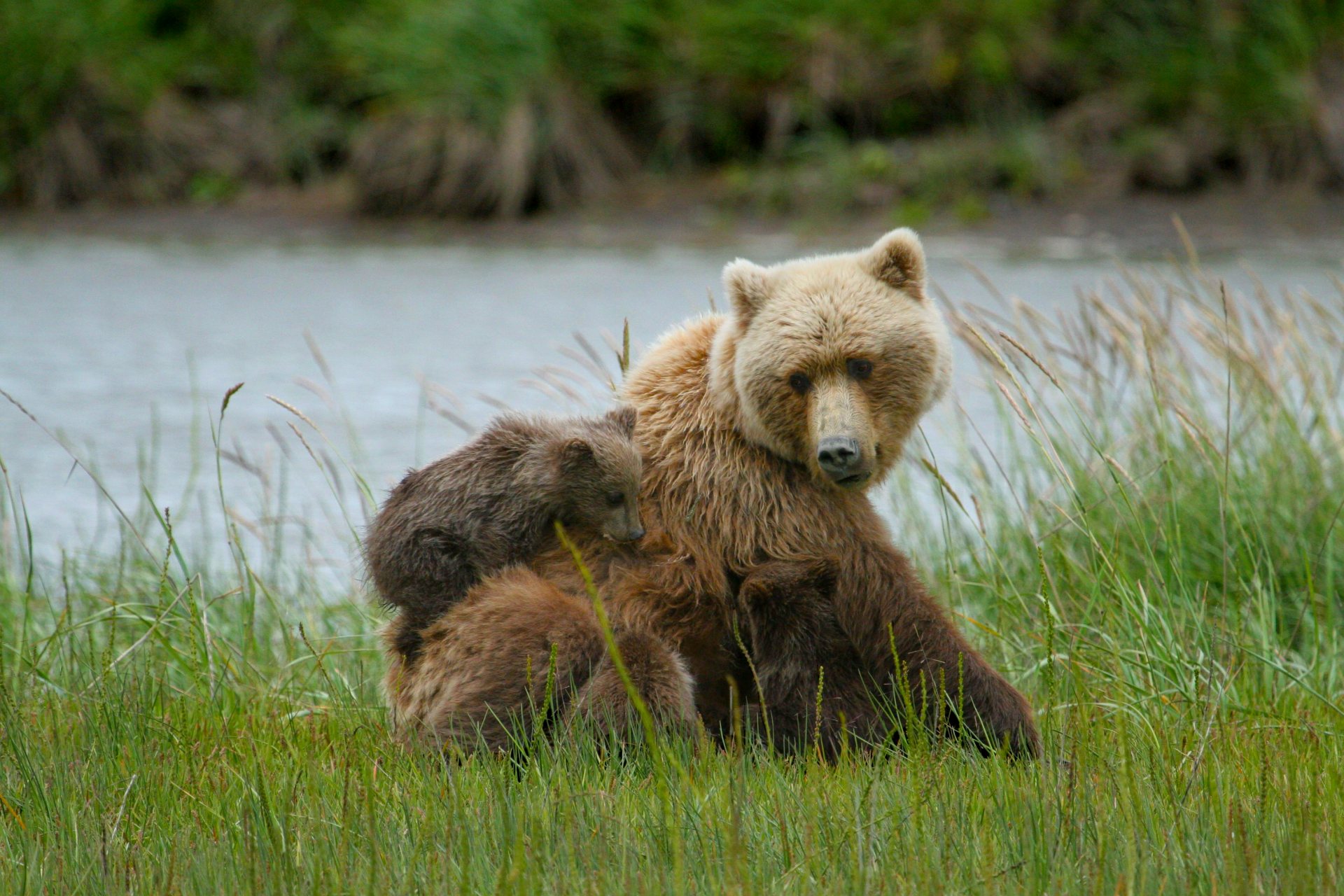 Free download high resolution image - free image free photo free stock image public domain picture -Coastal Brown Bear Sow and Triplets