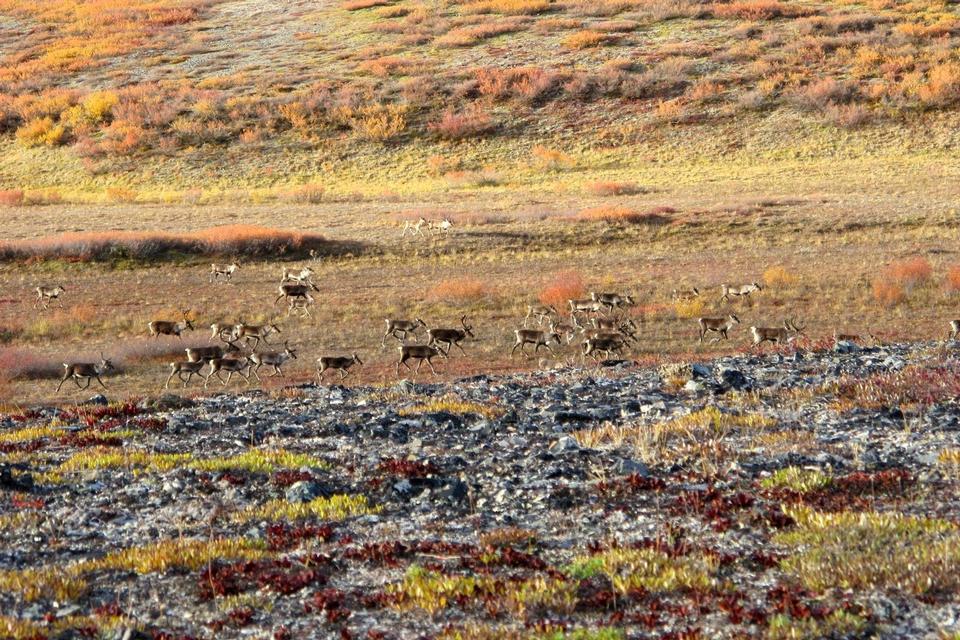 Free download high resolution image - free image free photo free stock image public domain picture  Caribou walk across the tundra