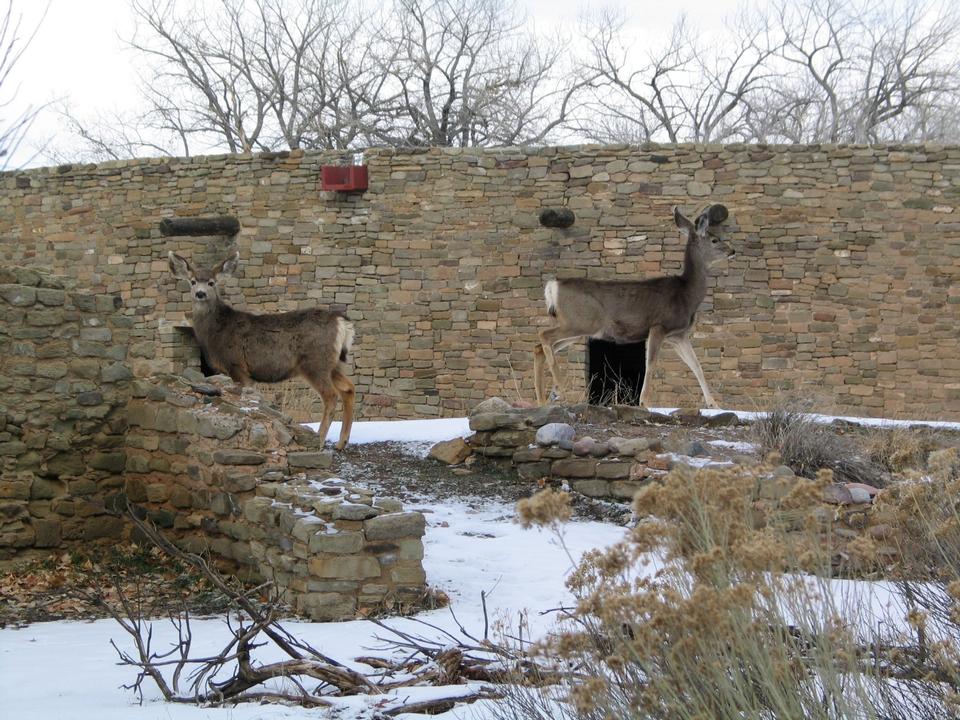 Free download high resolution image - free image free photo free stock image public domain picture  Deer in Aztec Ruins