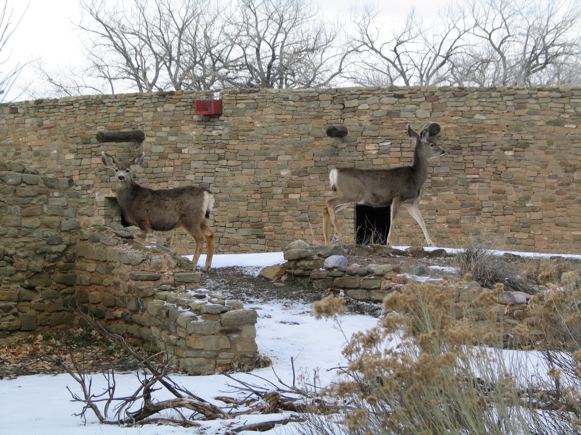 Free download high resolution image - free image free photo free stock image public domain picture -Deer in Aztec Ruins