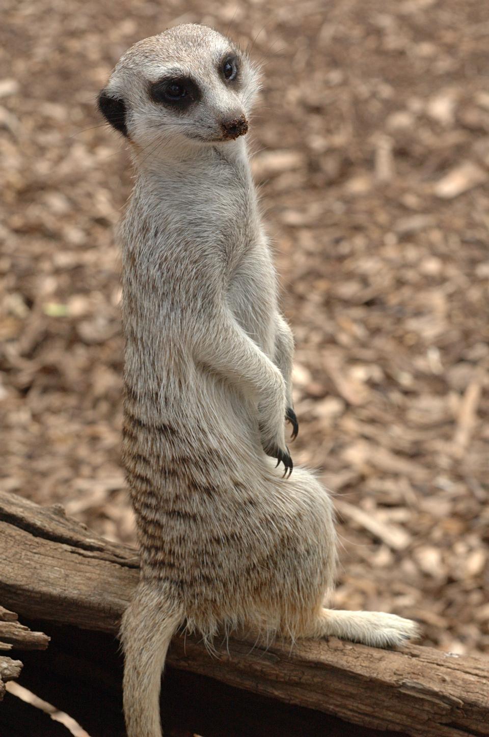 Free download high resolution image - free image free photo free stock image public domain picture  Wild meerkat