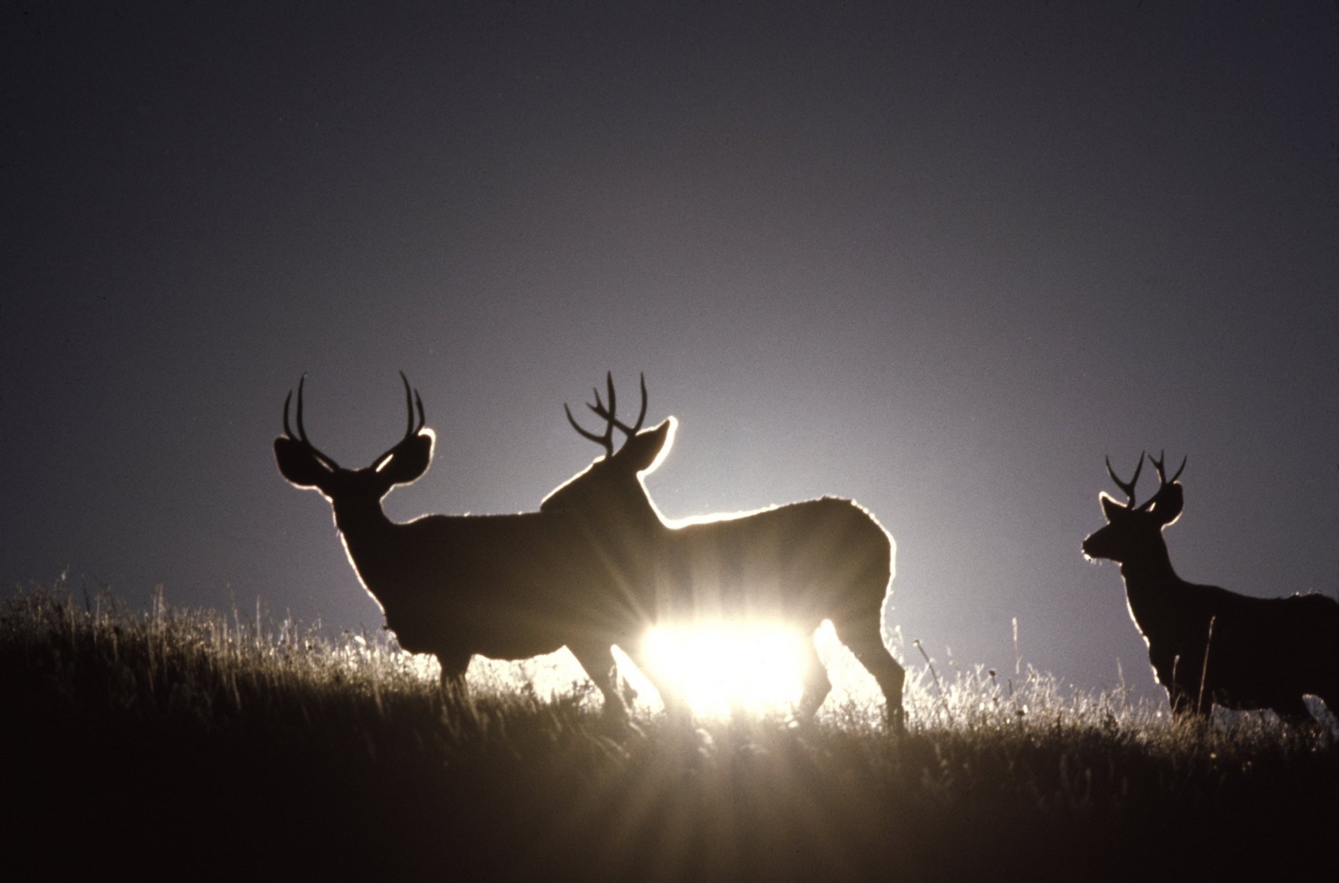 Free download high resolution image - free image free photo free stock image public domain picture -Sunlight behind Mule Deer